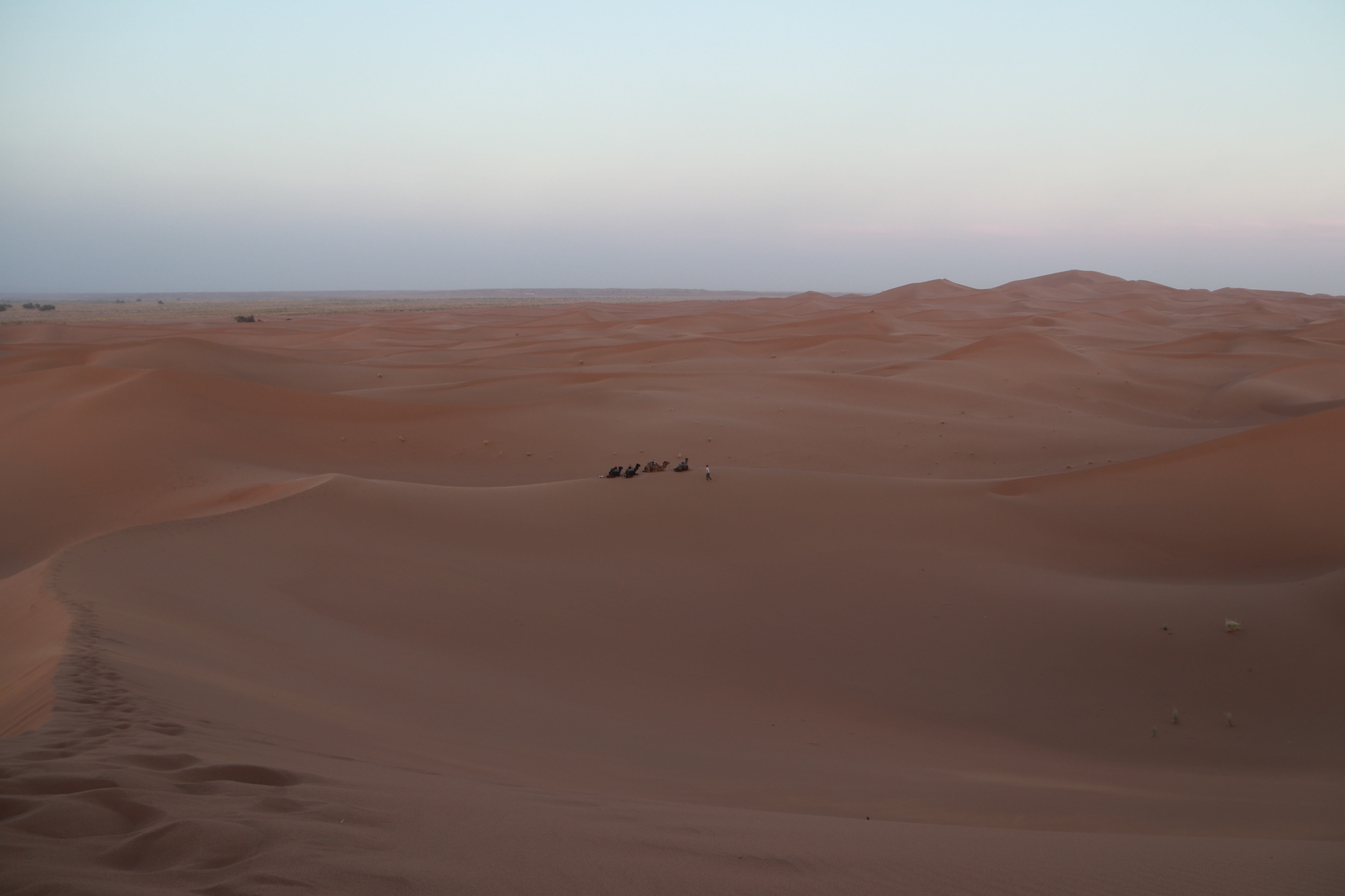Morocco 2018 - Distant Camel Caravan in the Sahara Expanse