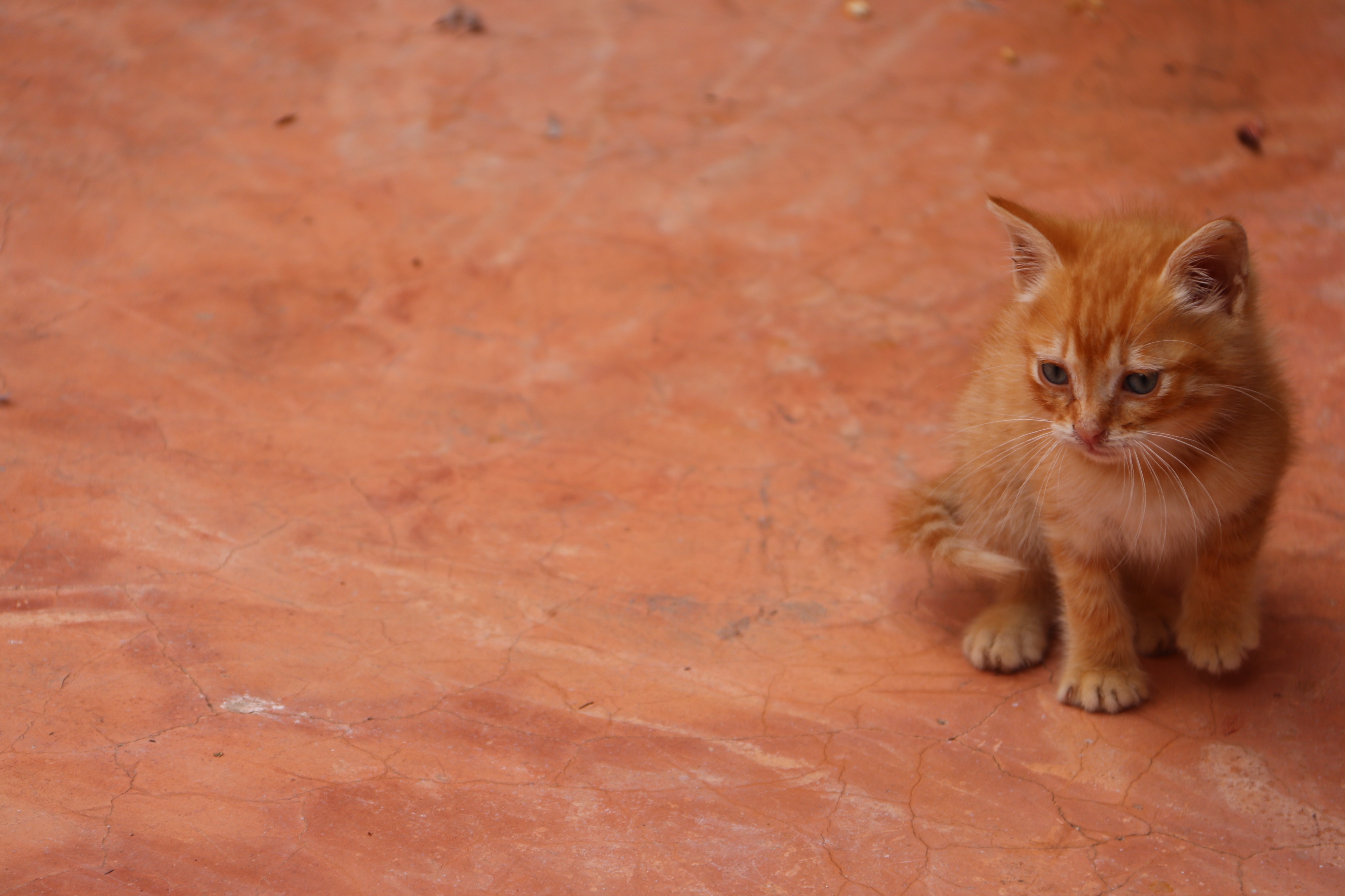Morocco 2018 - Ginger Kitten on Terracotta Floor