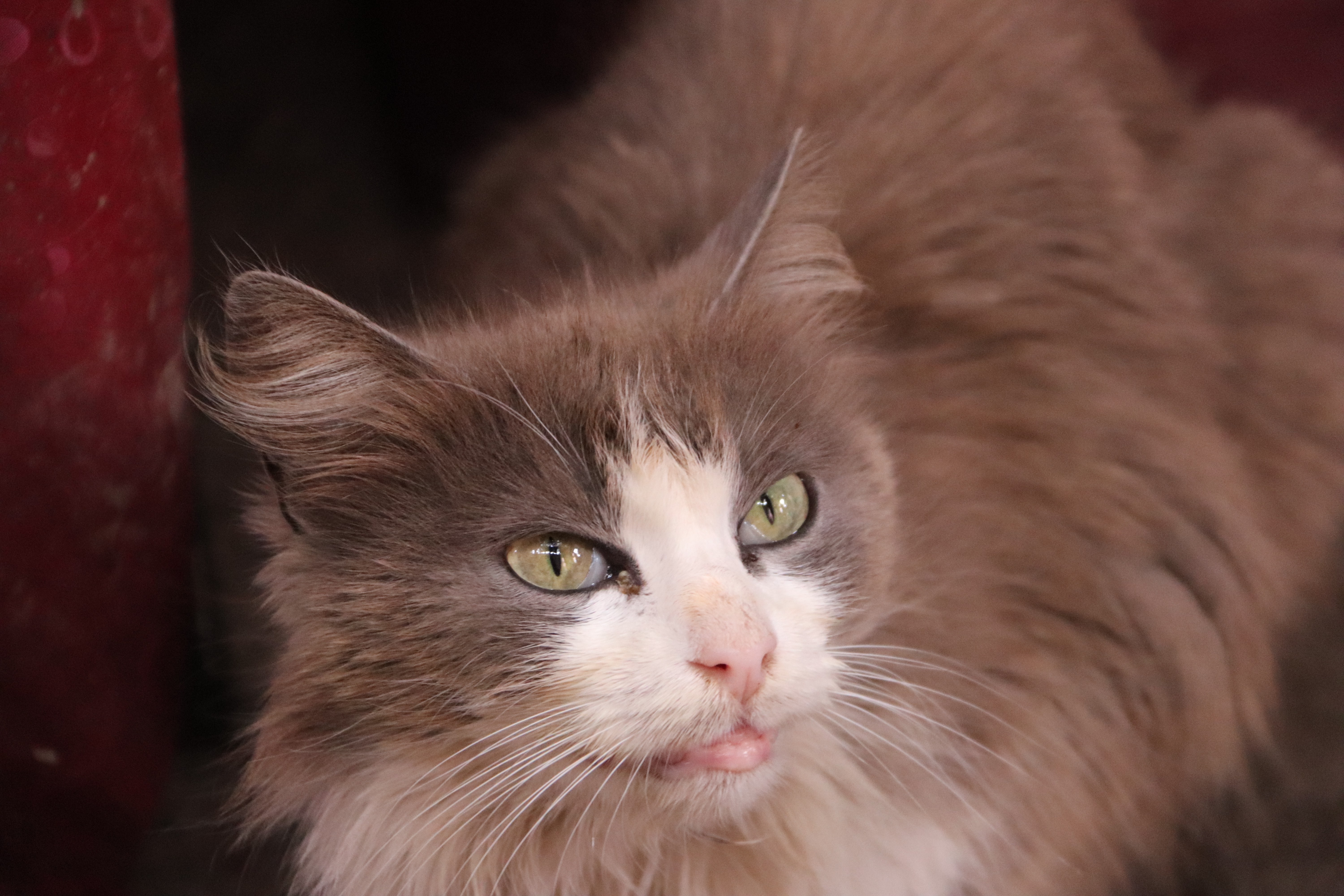 Morocco 2018 - Fluffy Cat in Medina