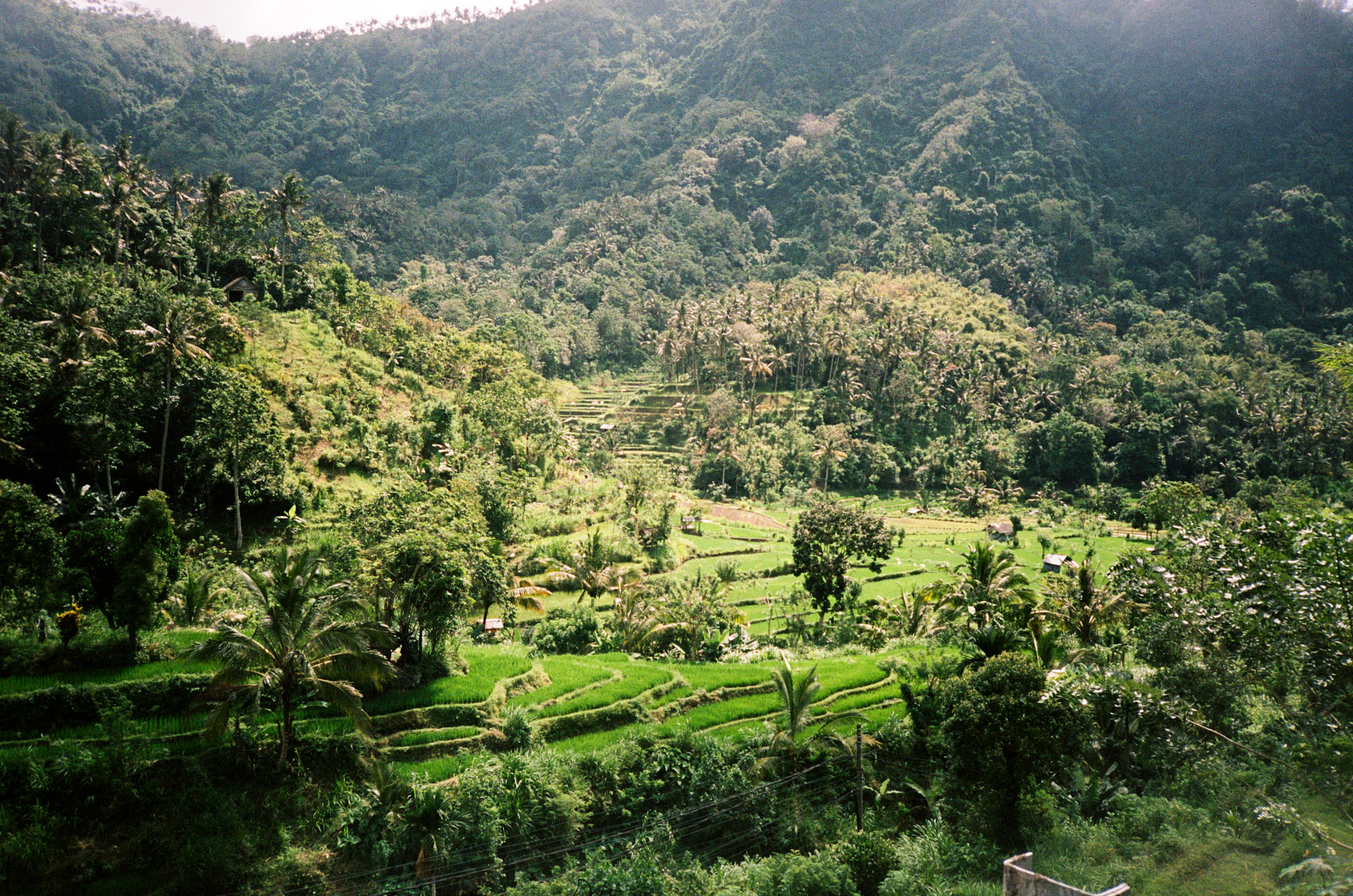 Island of the Gods - Rice Terraces in Green Valley with Palm Trees