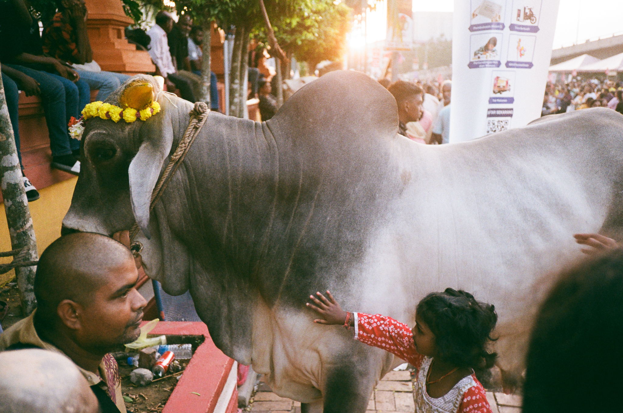 Thaipusam Cow