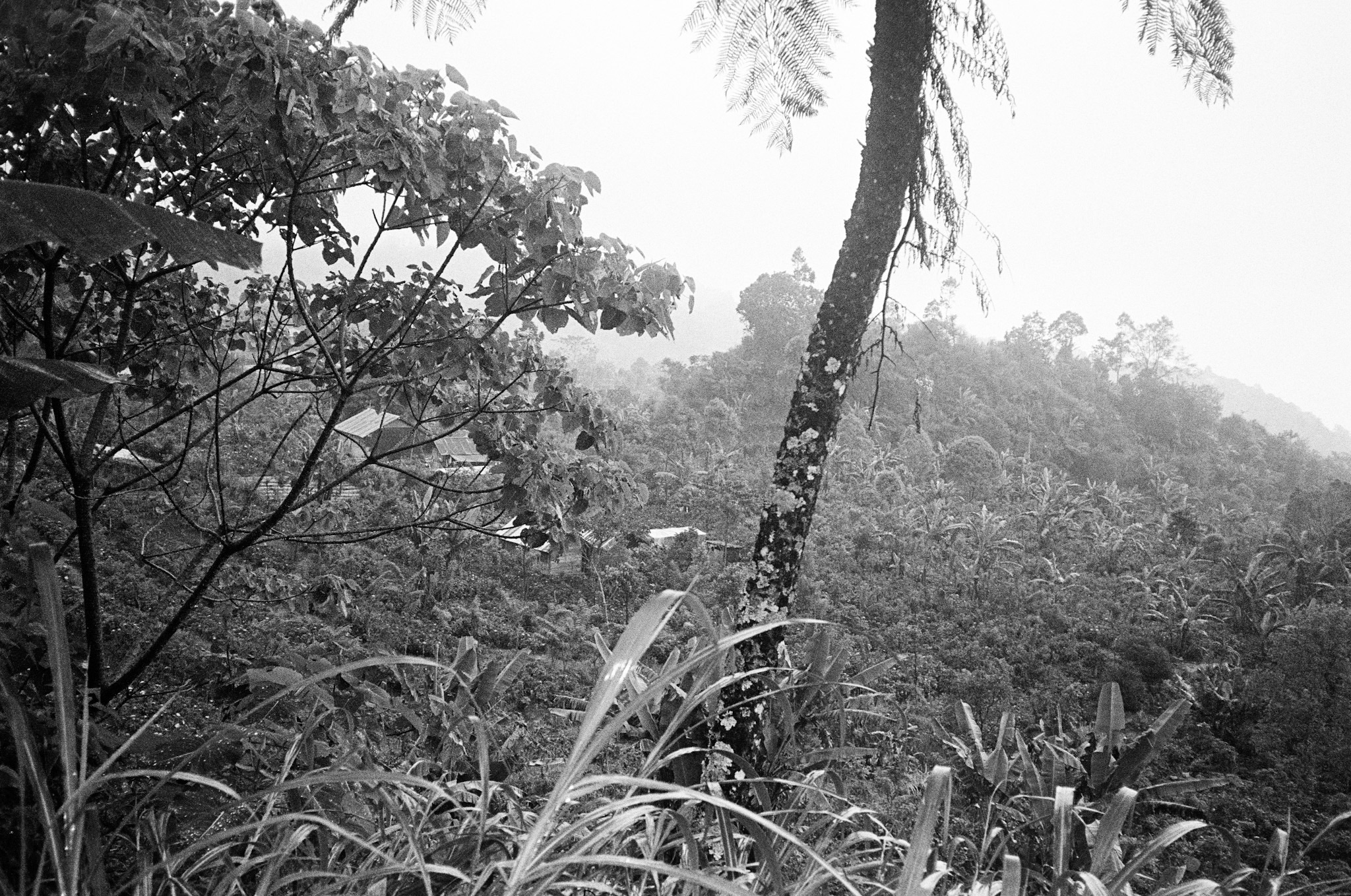 Island of the Gods - Misty Jungle Landscape