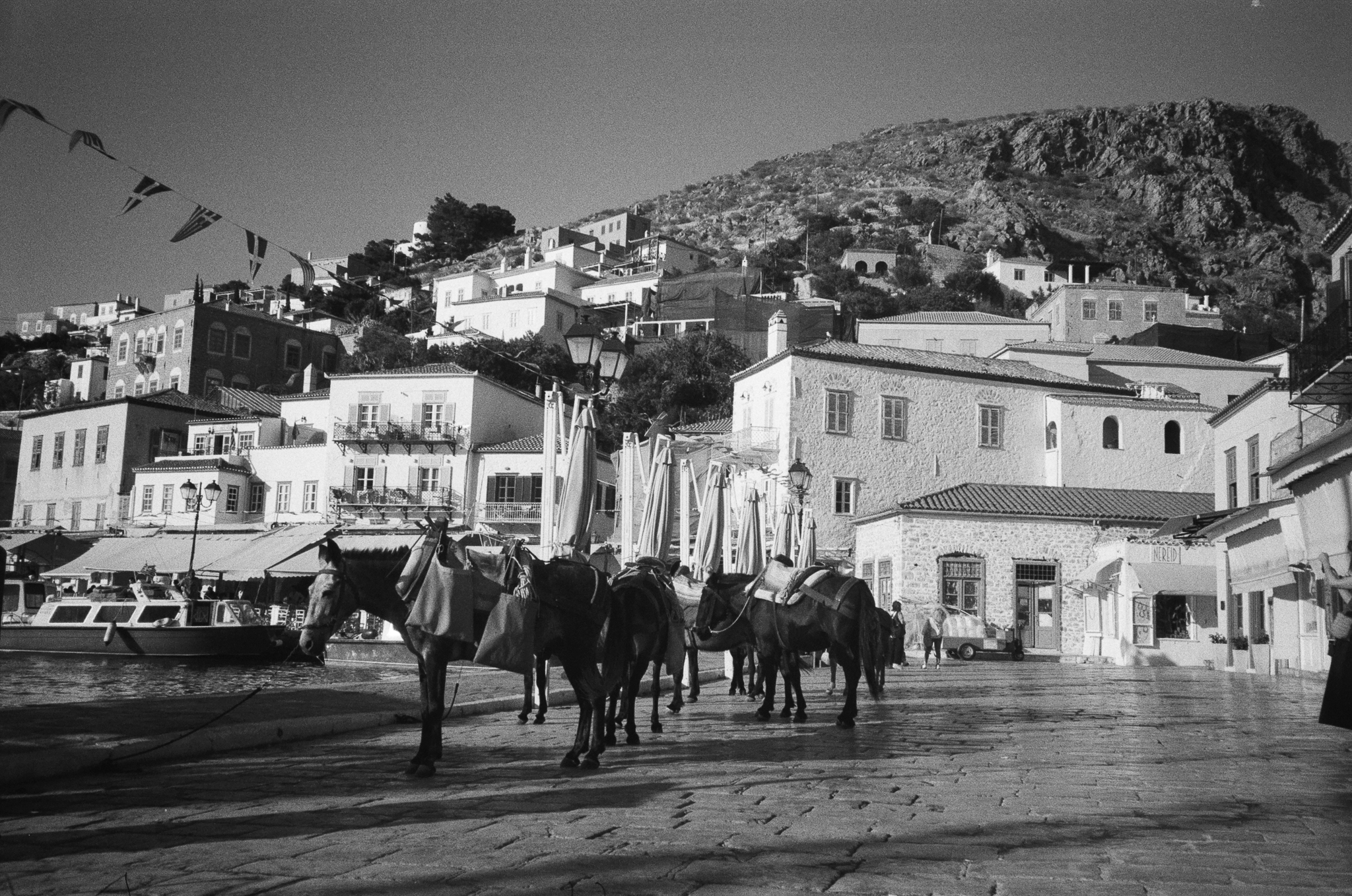 Stories of Greece - Donkeys in Harbor Square