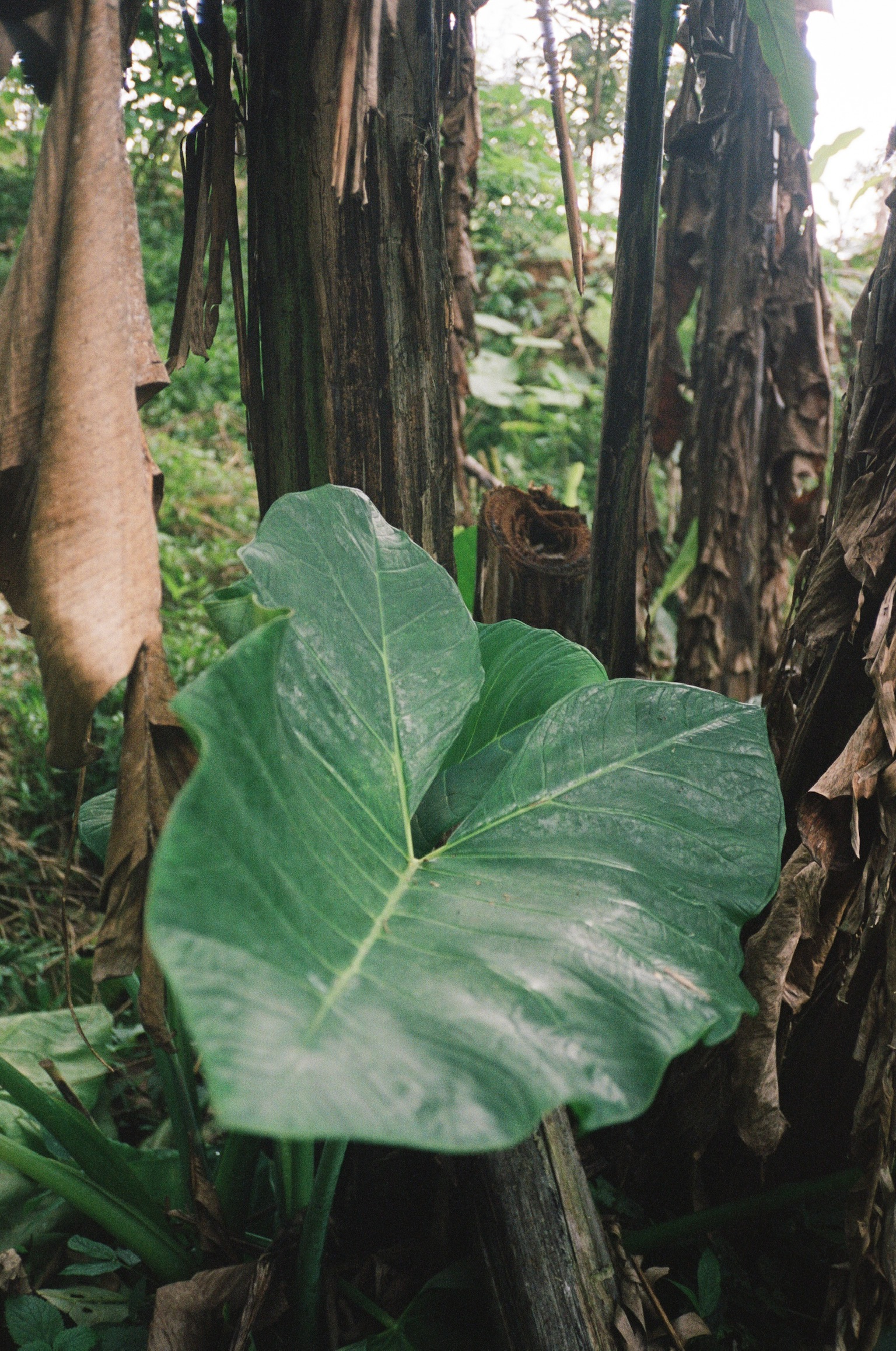 Island of the Gods - Large Green Leaf in Jungle