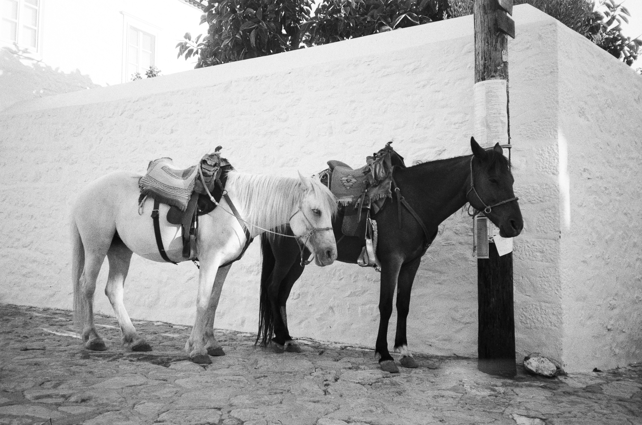Stories of Greece - Horses by White Wall