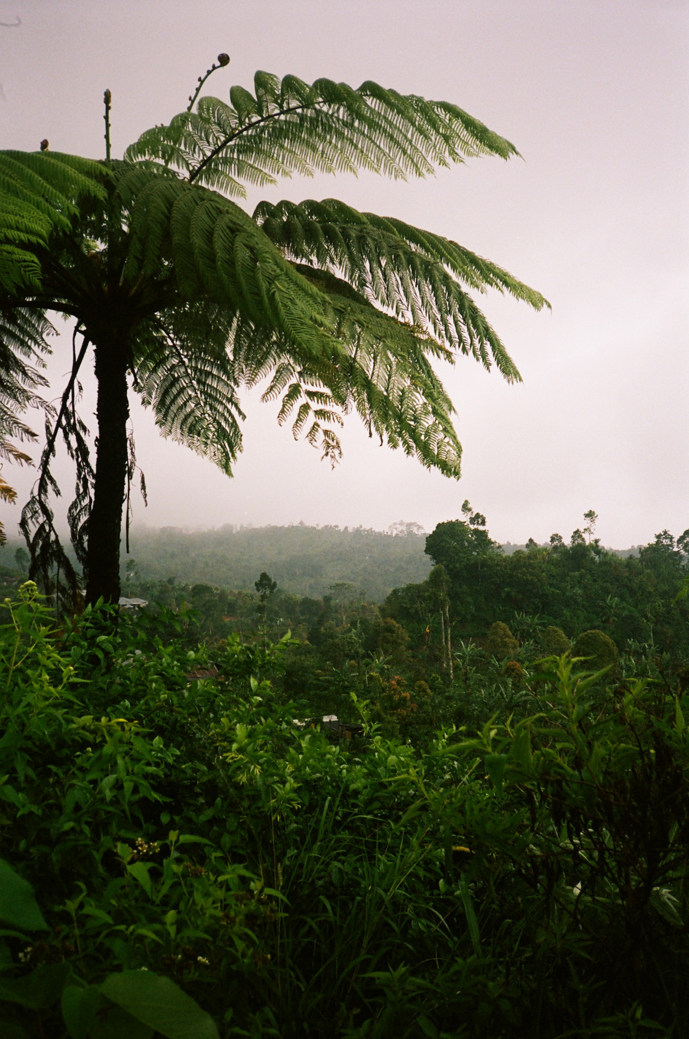 Island of the Gods - Fern Tree Jungle Landscape