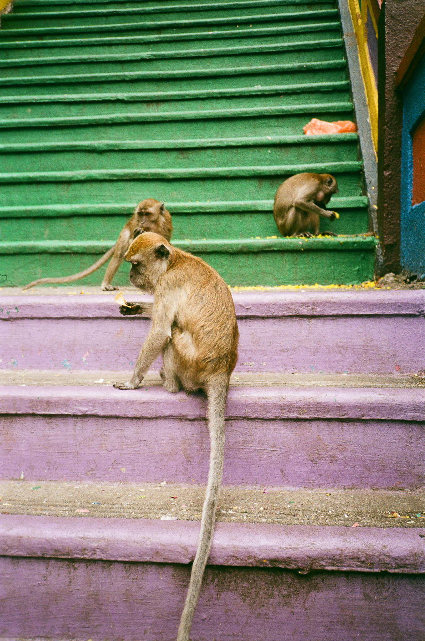 Thaipusam Monkeys Stairs