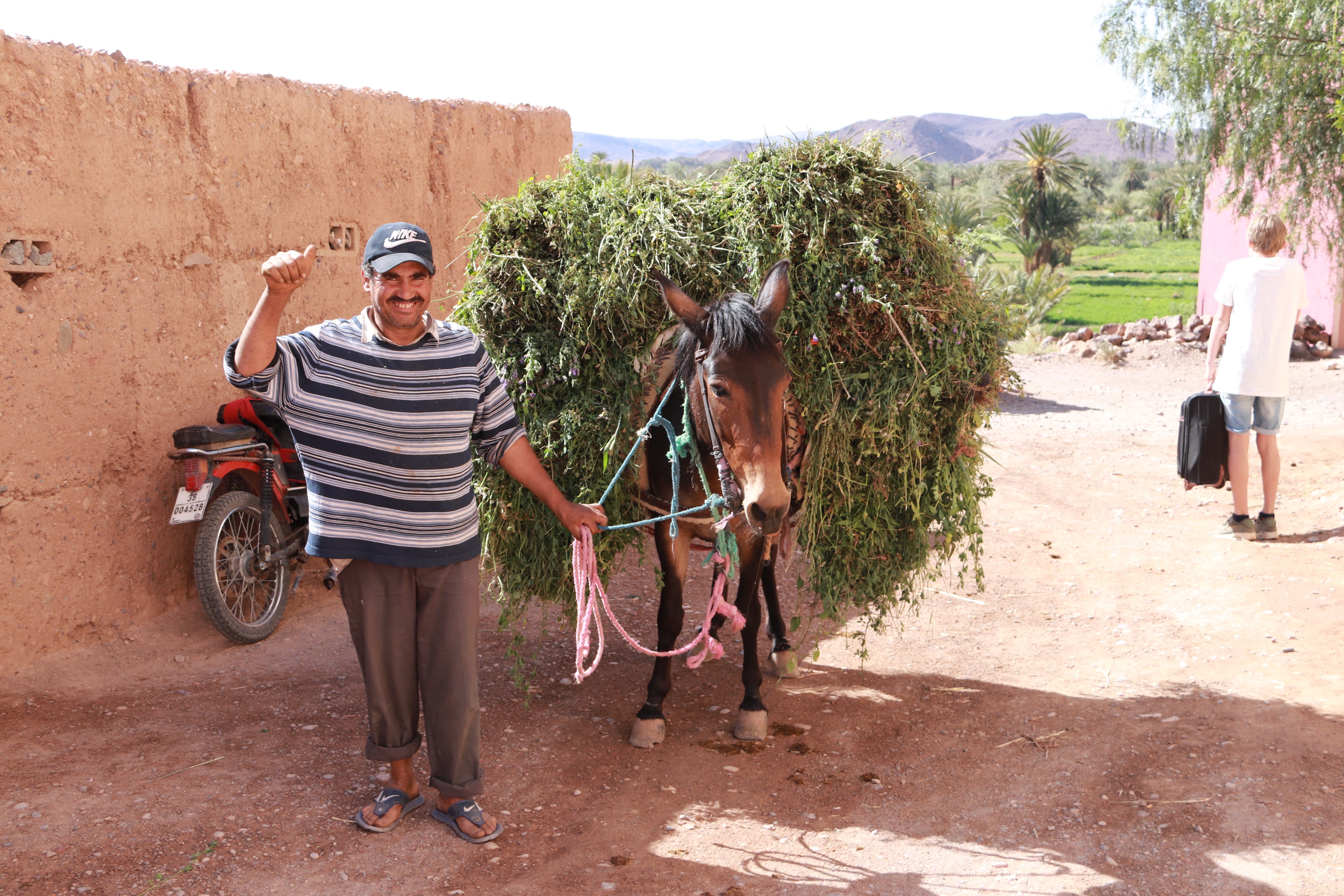 Morocco 2018 - Smiling Farmer and Donkey Loaded with Greens