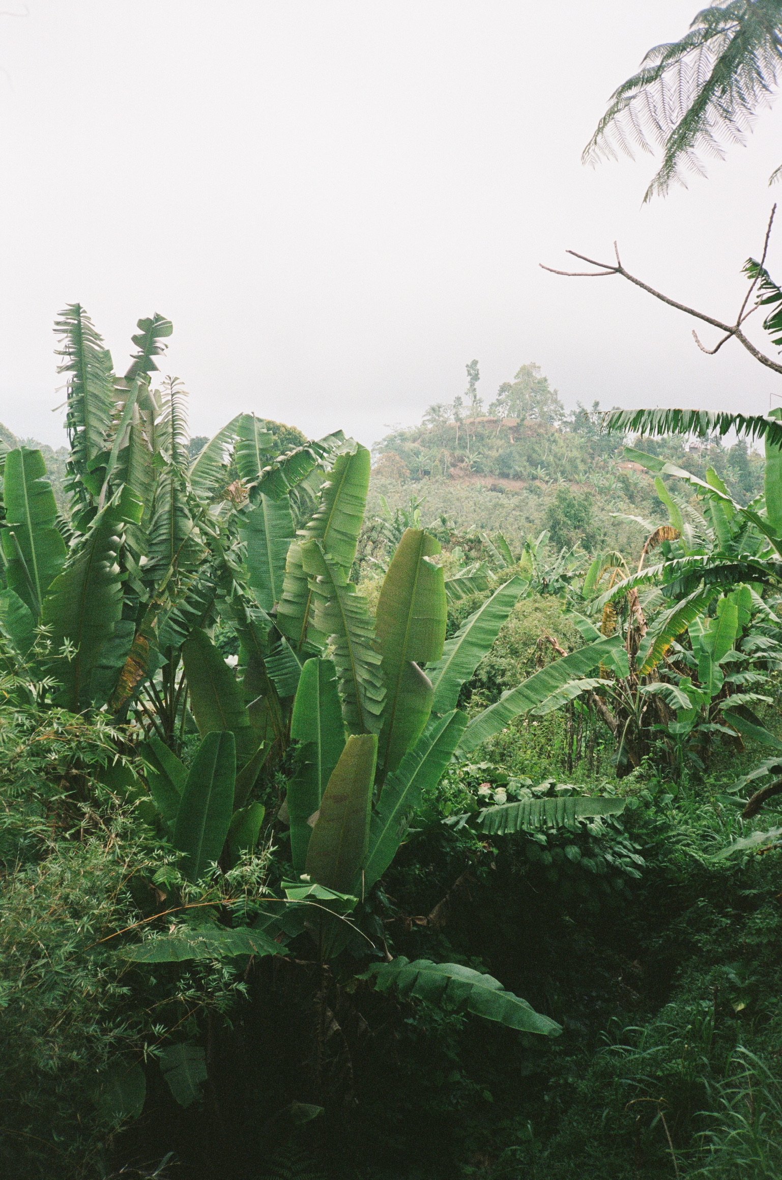 Island of the Gods - Jungle with Banana Leaves and Hill