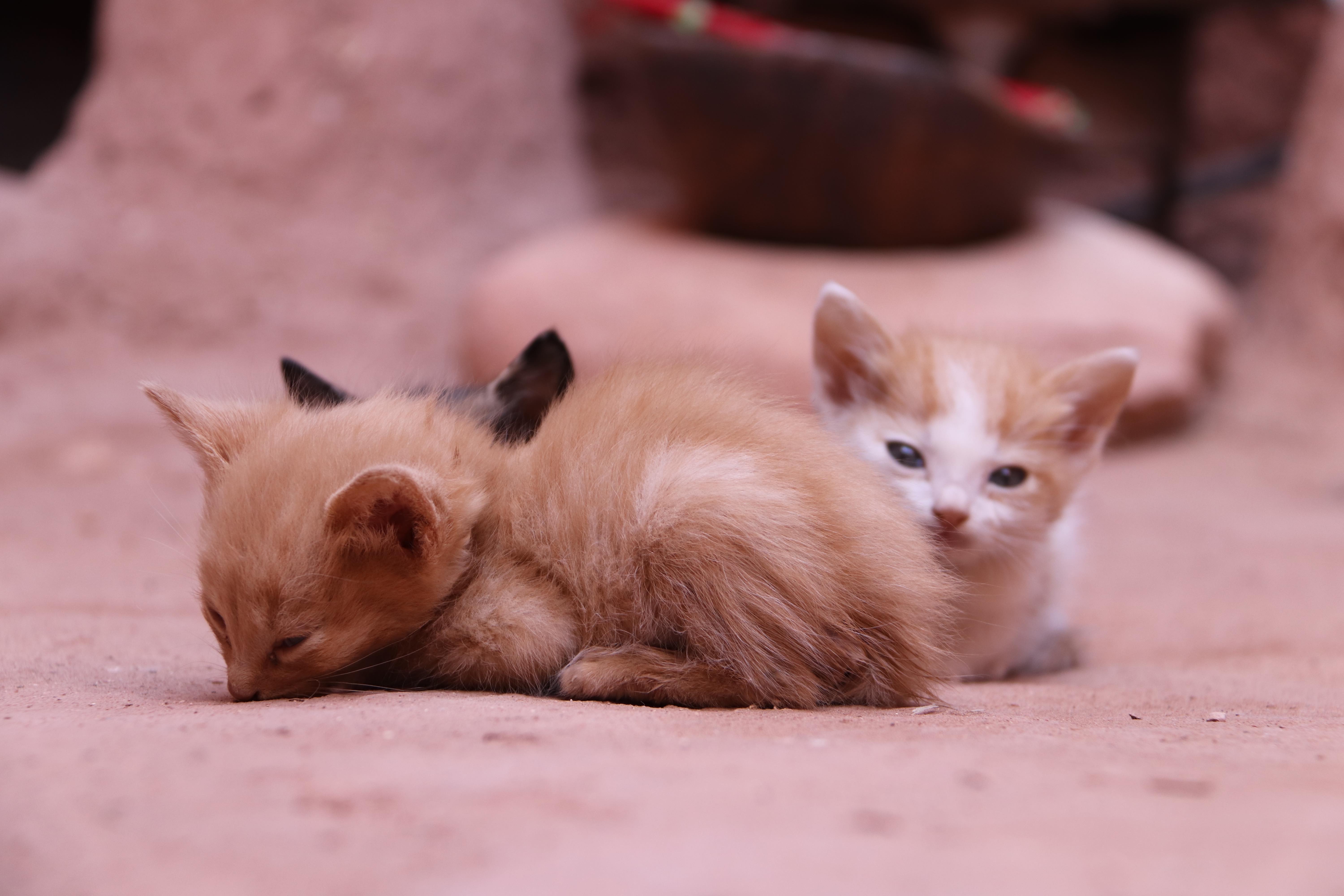 Morocco 2018 - Sleeping Ginger Kittens on Terracotta Ground