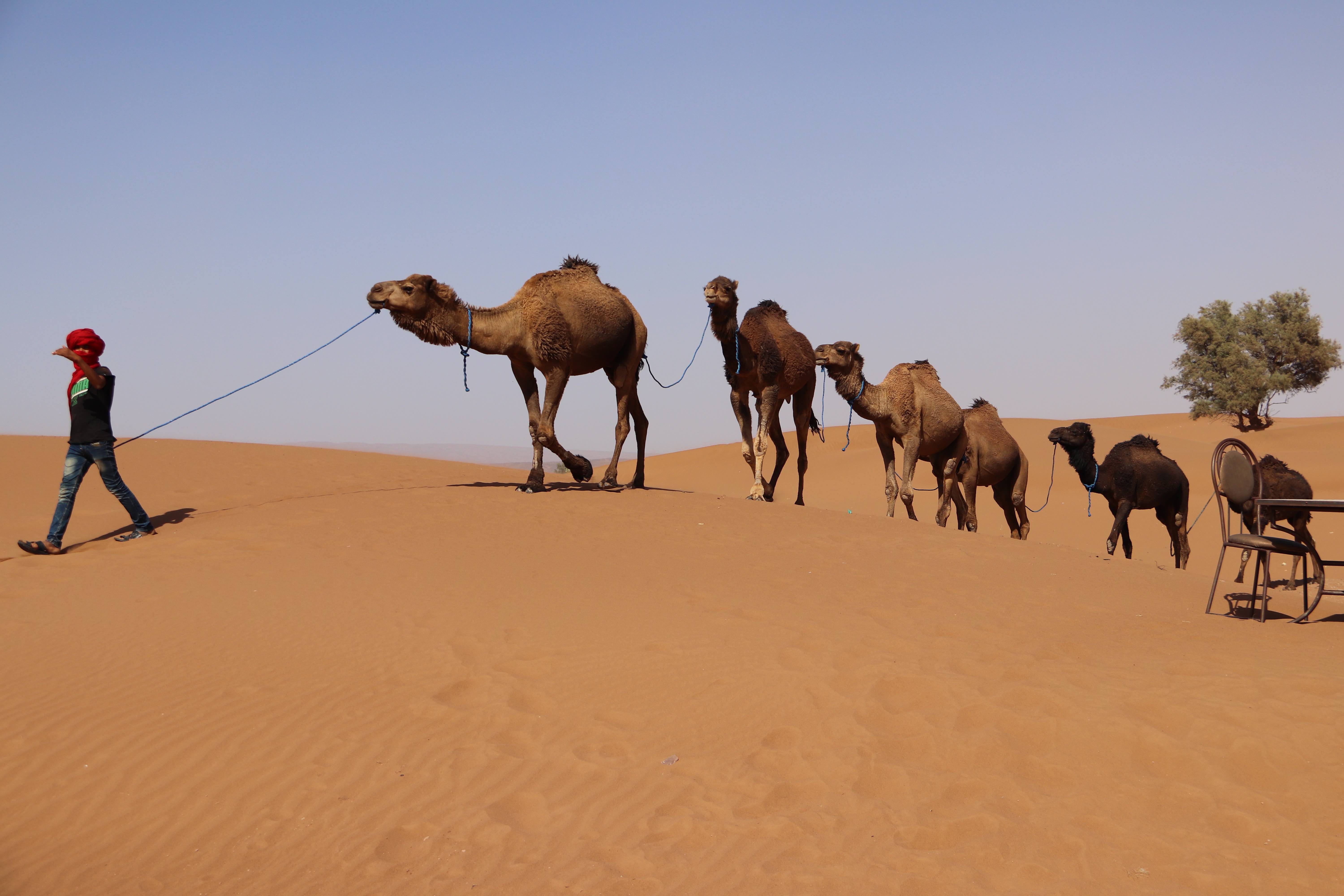 Morocco 2018 - Camel Caravan Across Sahara Dunes