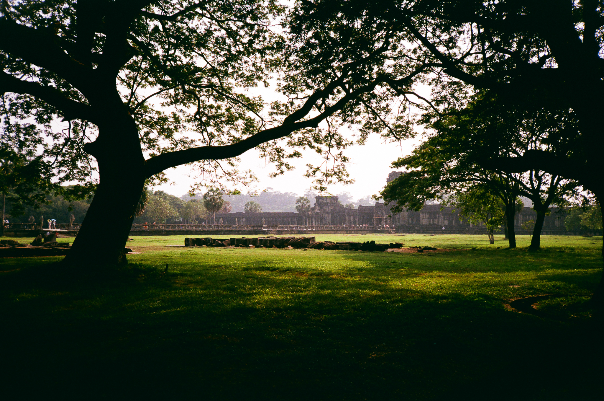 Angkor - Tree and Temple