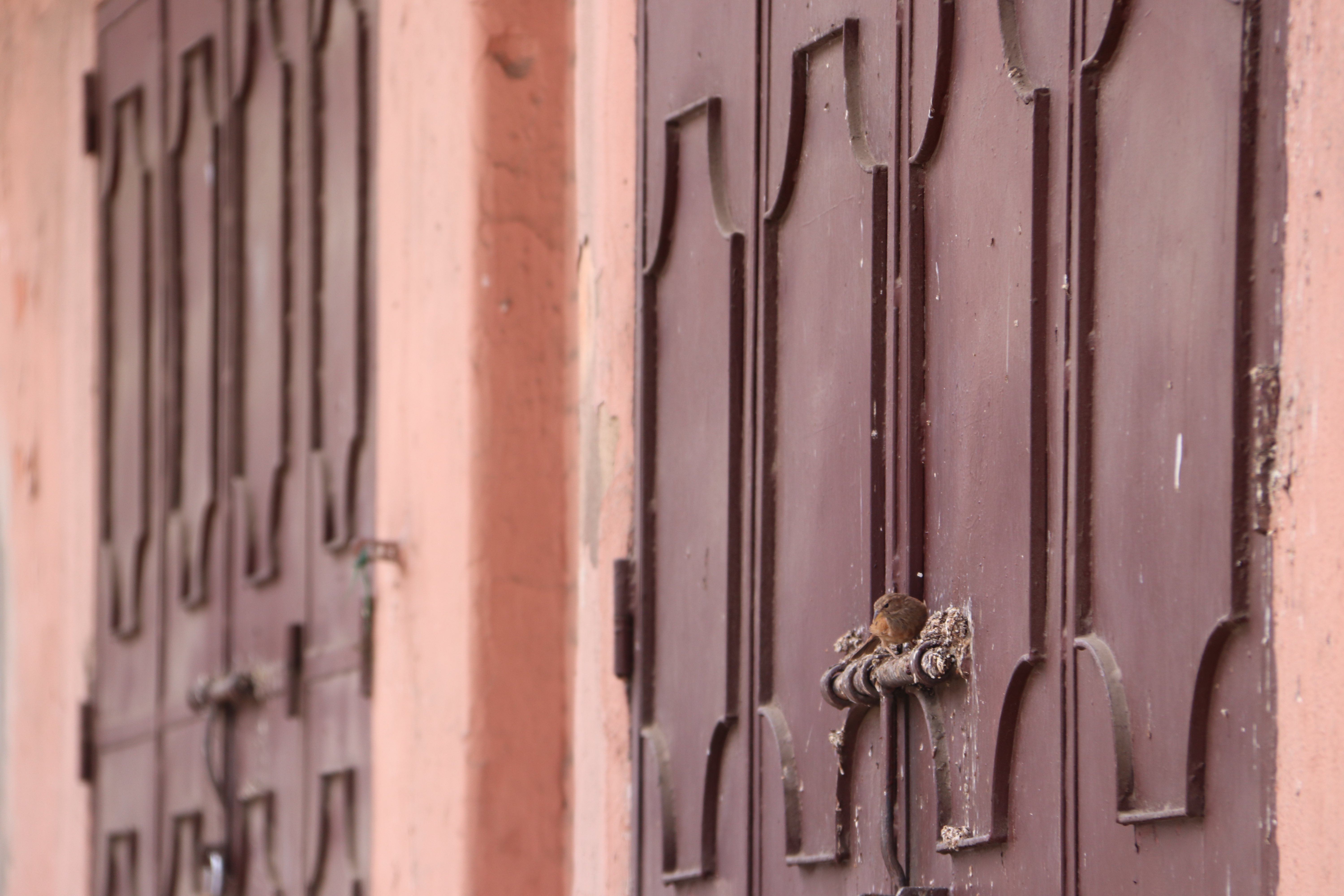 Morocco 2018 - Bird Resting on Medina Door Latch