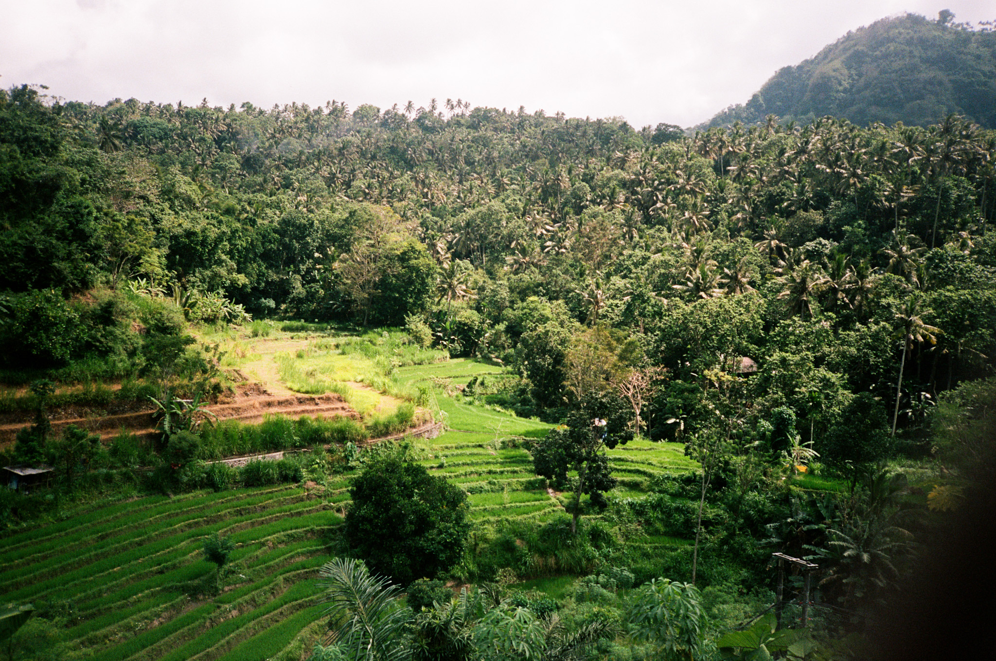Island of the Gods - Green Rice Terraces in Lush Valley