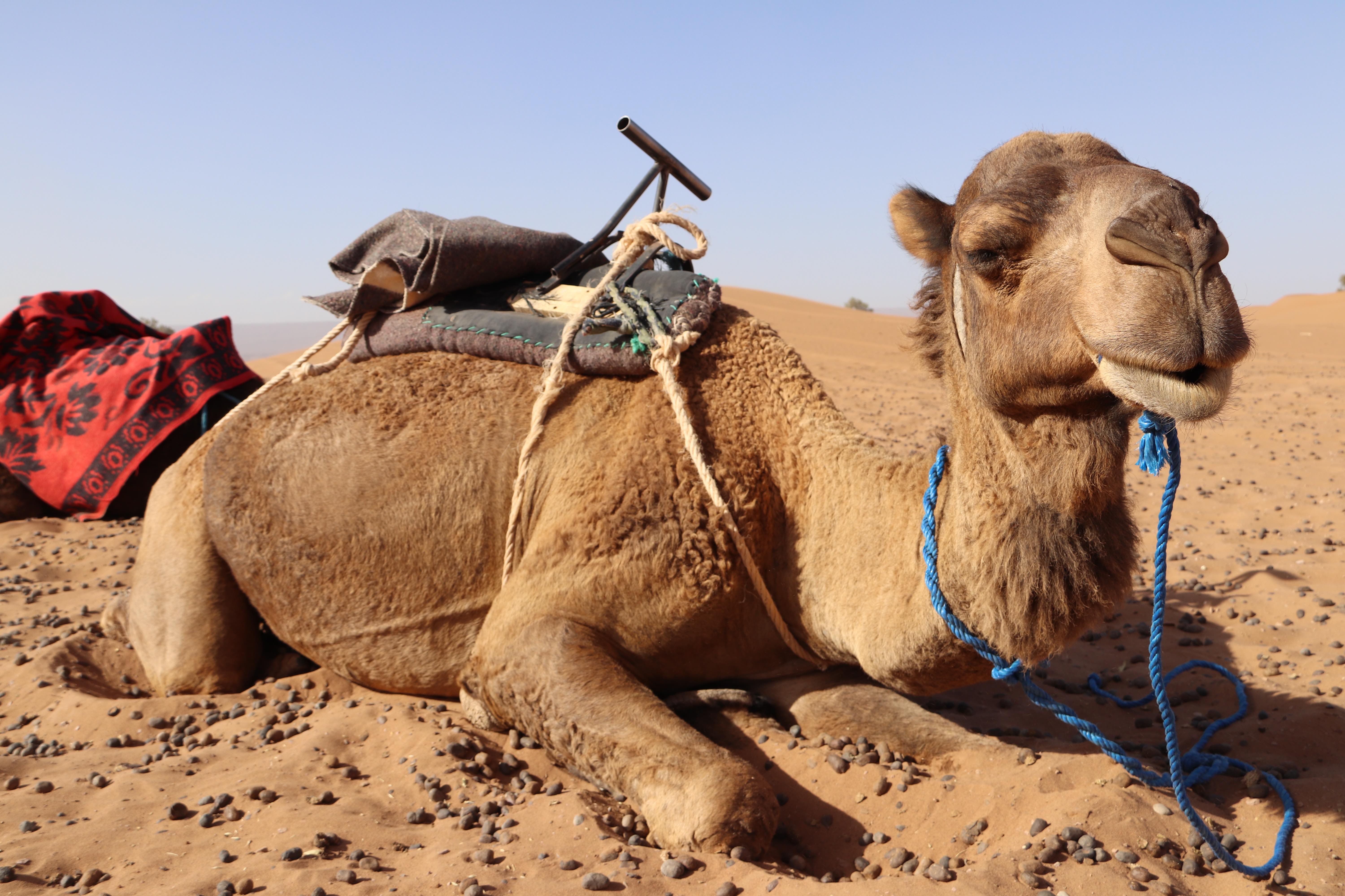 Morocco 2018 - Dromedary Resting on the Sand Dunes