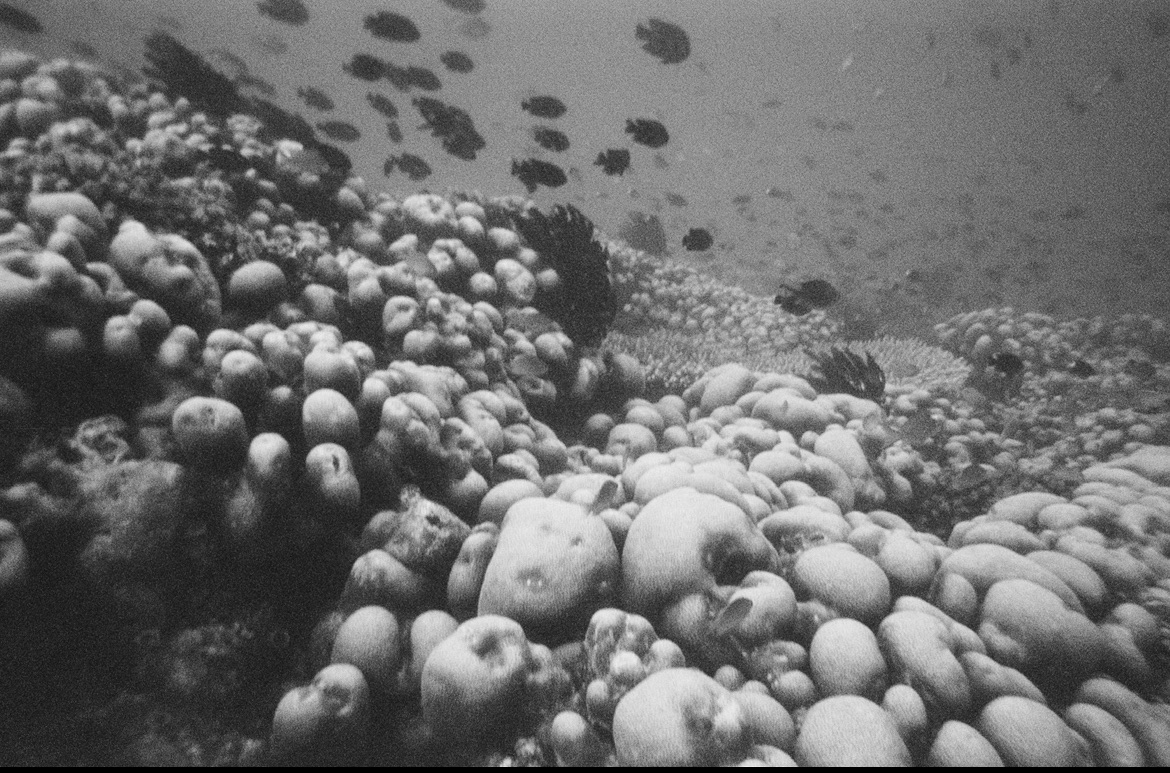Island of the Gods - Coral Reef Underwater B&W