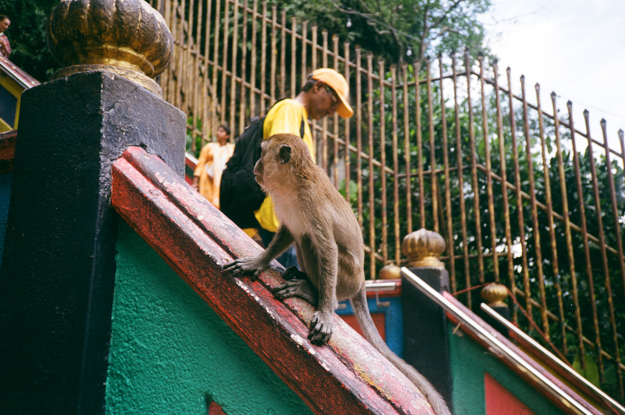 Thaipusam Monkey Railing