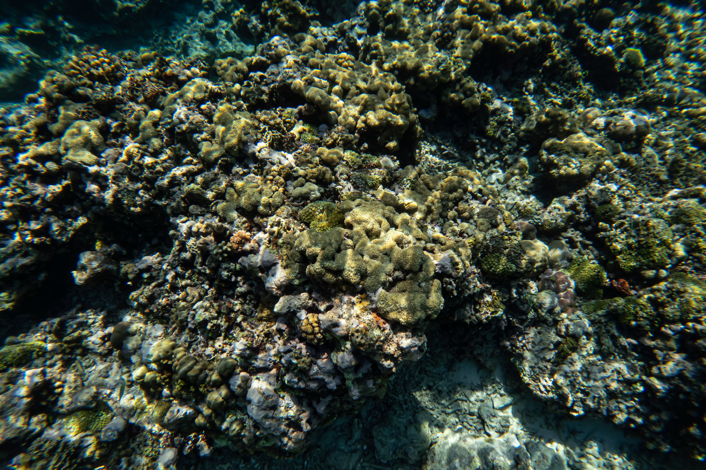 Island of the Gods - Coral Garden with Colorful Reefs
