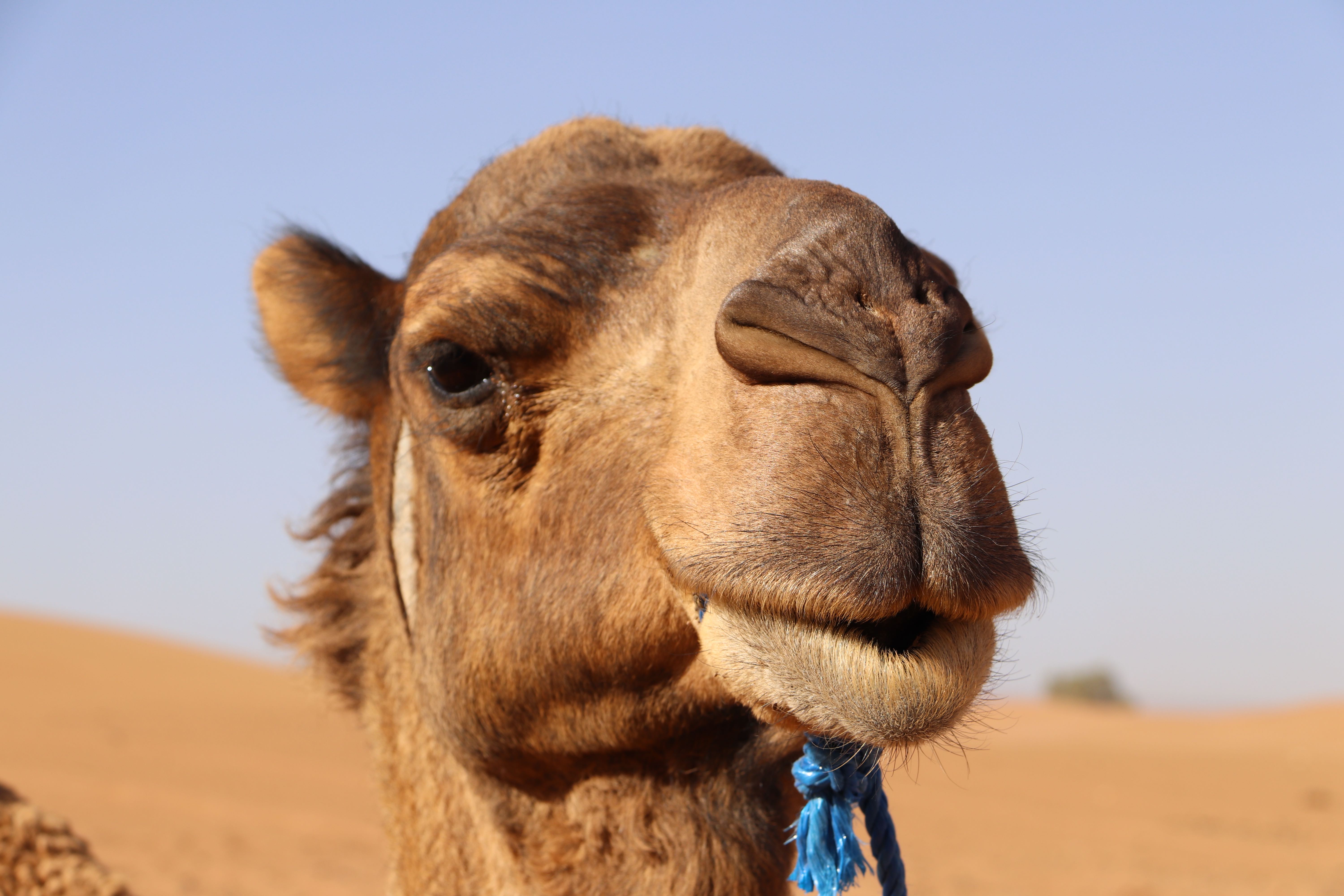 Morocco 2018 - Dromedary Close Portrait