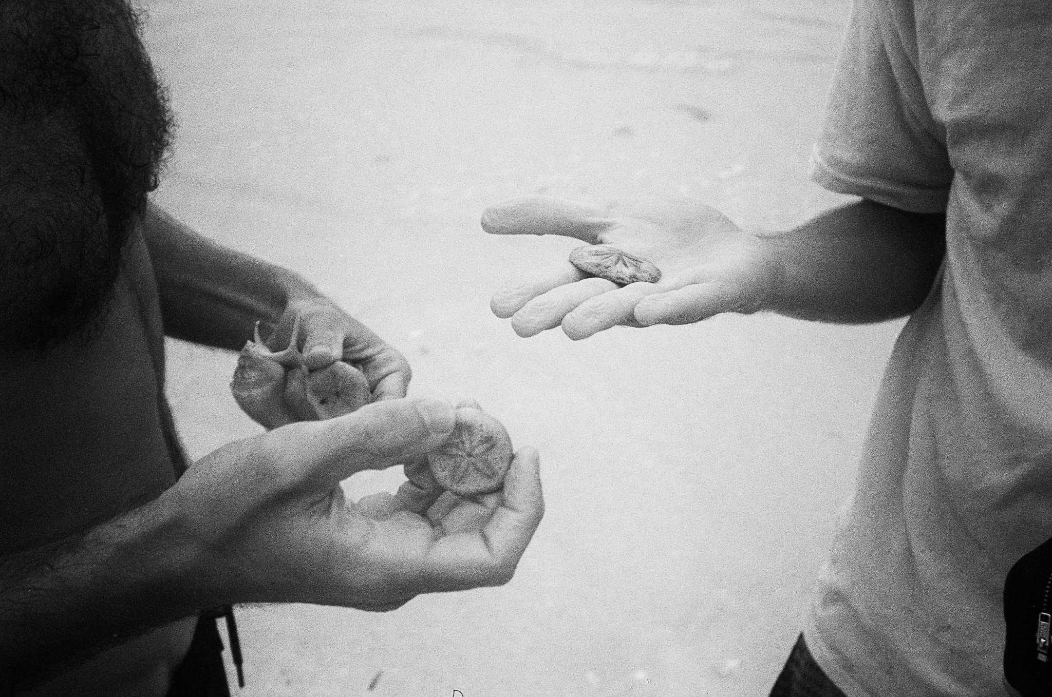 People of the Sea - Hands Holding Shells B&W