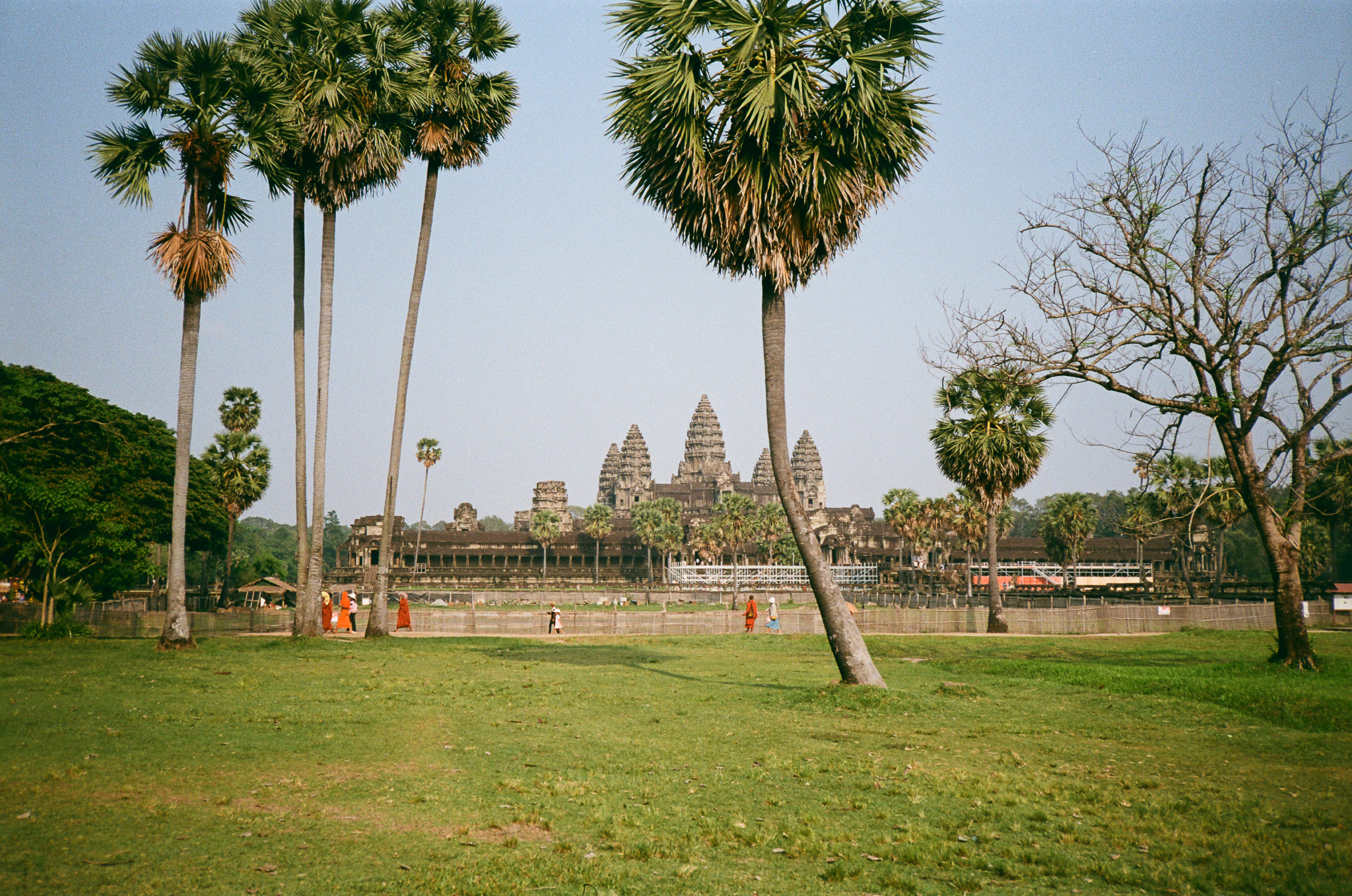 Angkor - Palm Trees and Temple