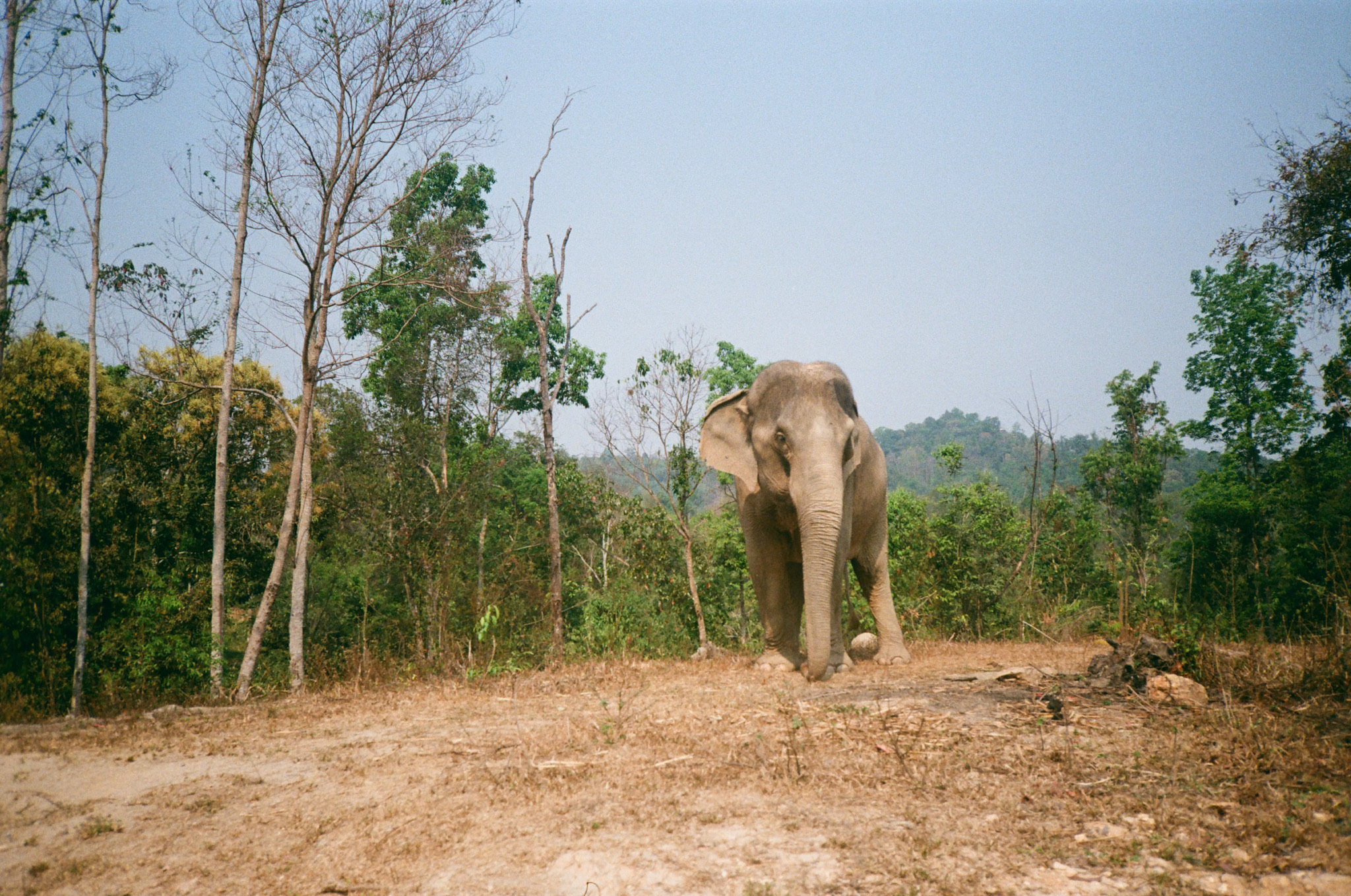 Golden moments in Thailand - Elephant Standing in Forest Clearing