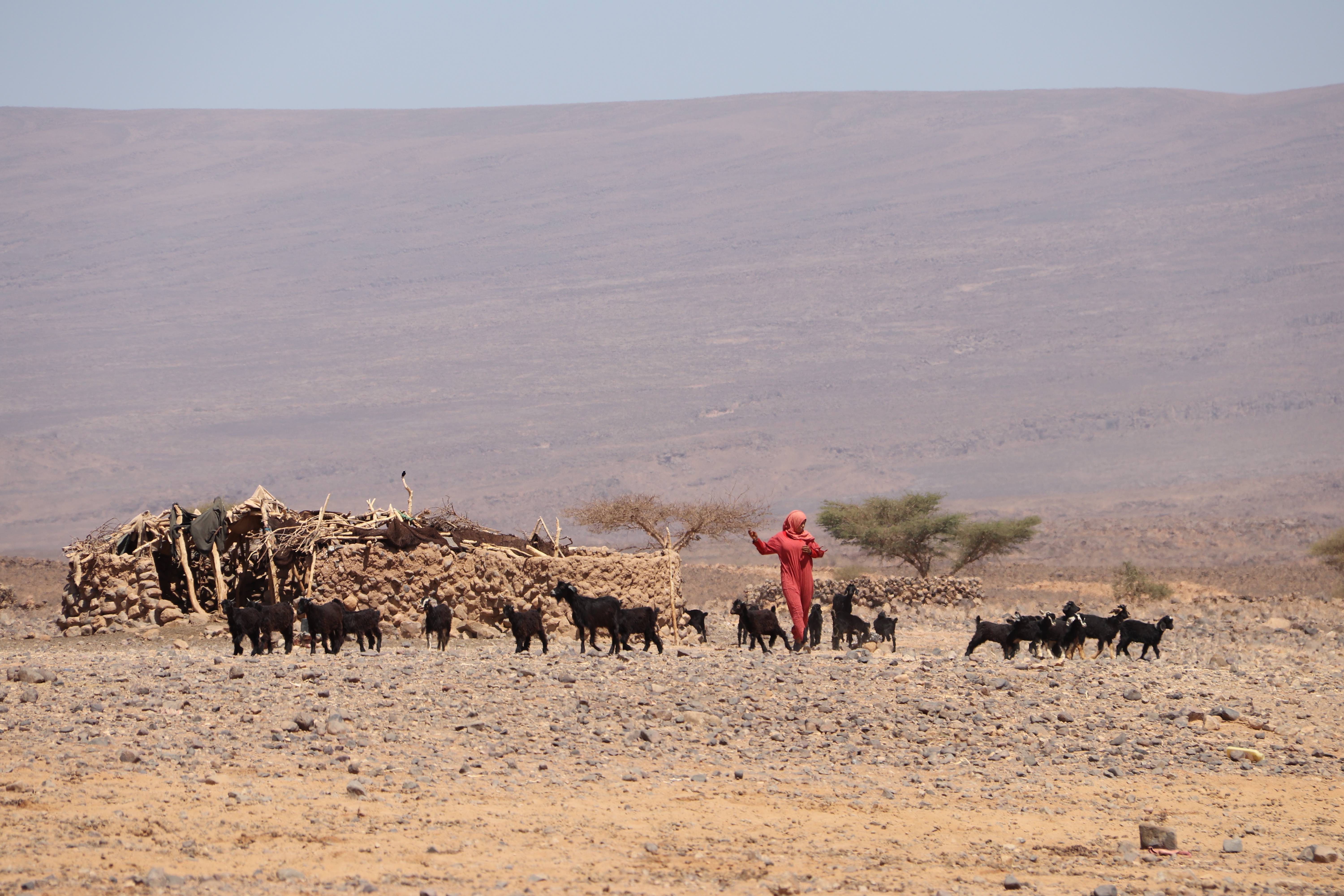 Morocco 2018 - Herding Goats by Desert Shelter
