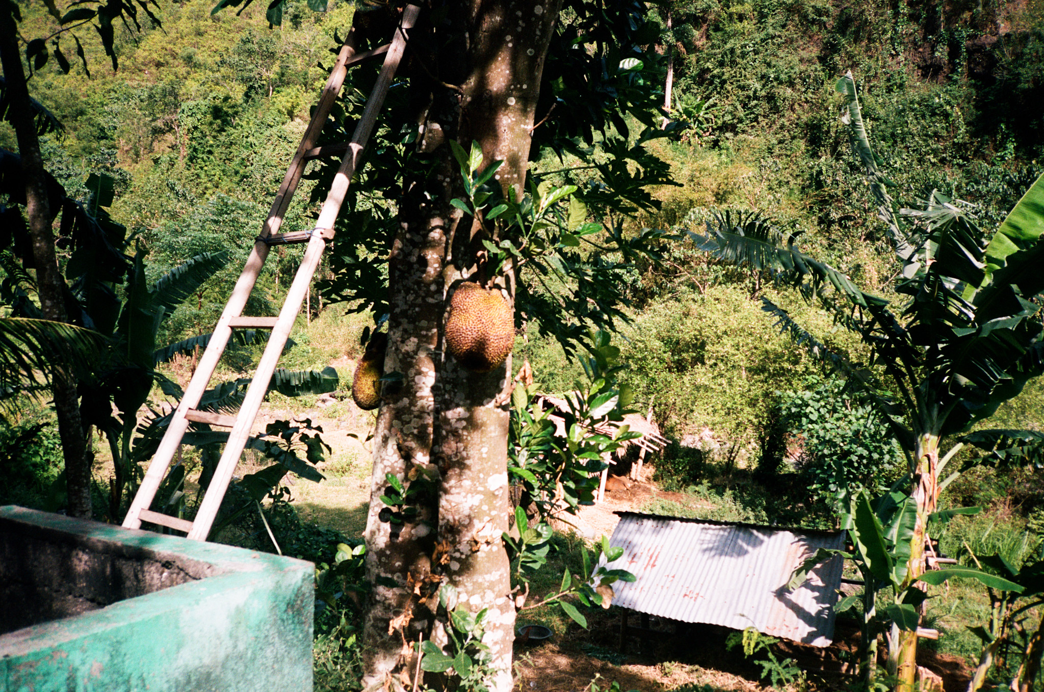 Island of the Gods - Jackfruit Tree with Ladder and Corrugated Roof