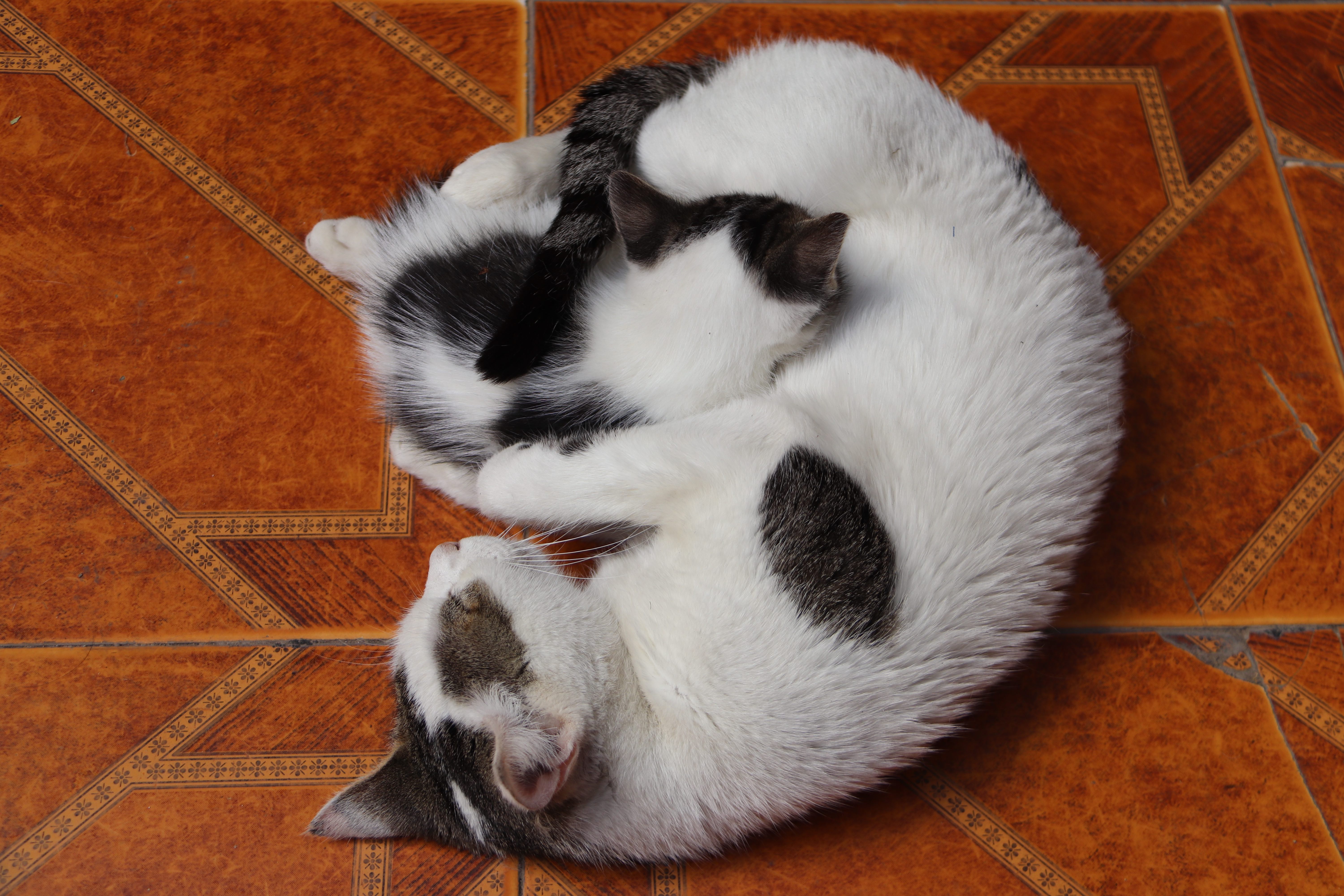 Morocco 2018 - Two Cats Sleeping Curled on Tiles