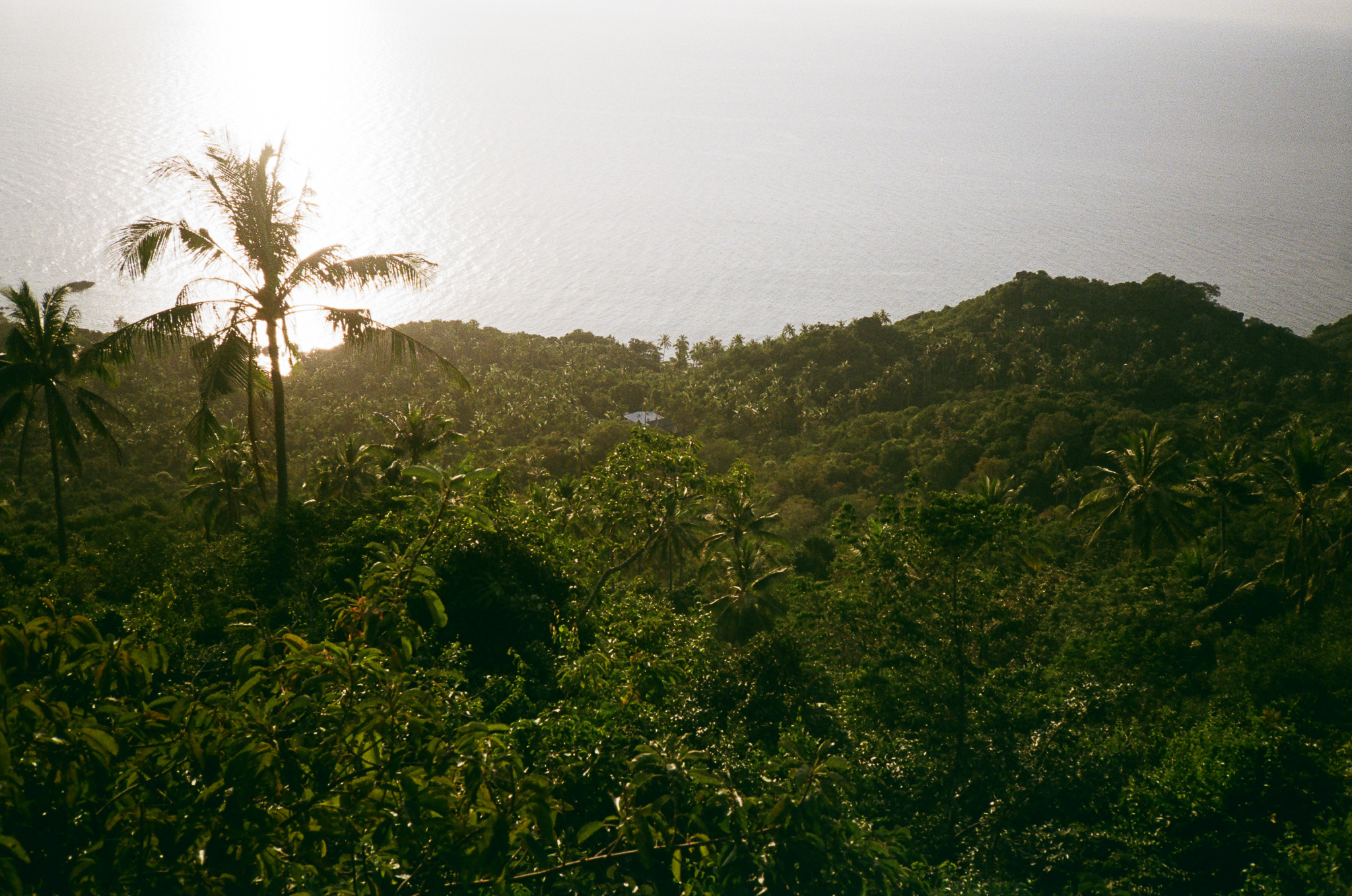 Golden moments in Thailand - Palm Tree Silhouette Over Ocean