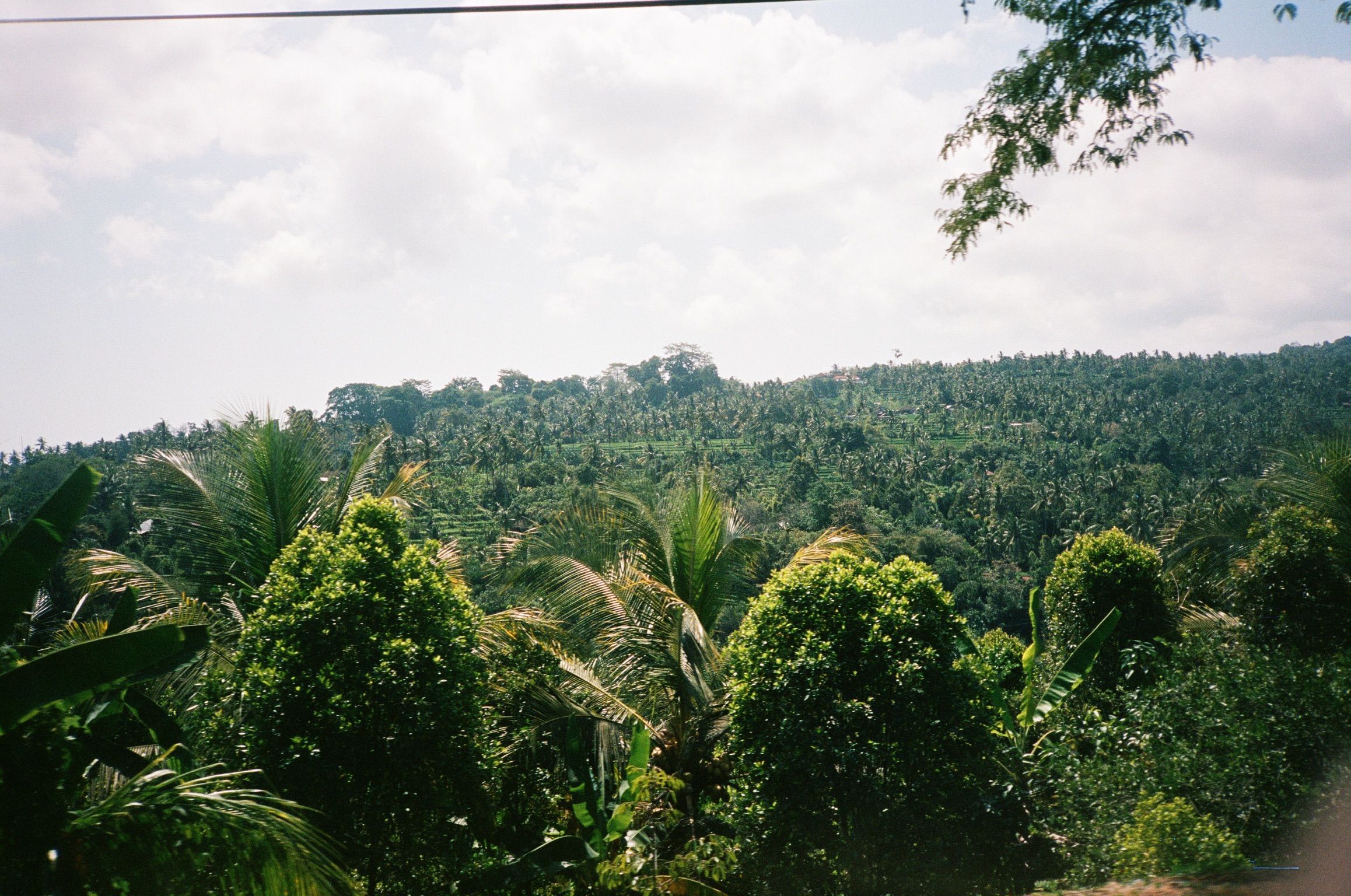 Island of the Gods - Jungle Canopy and Palm Trees Against Sky