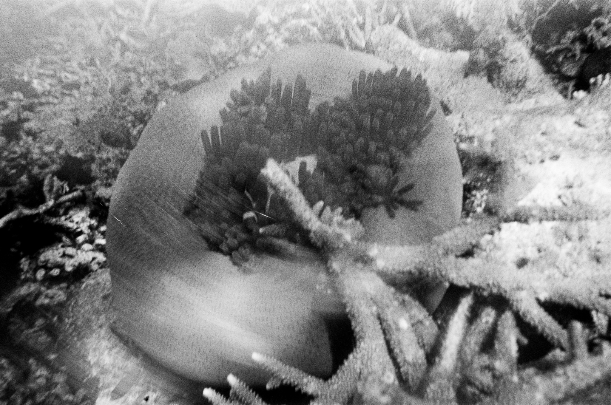People of the Sea - Coral B&W