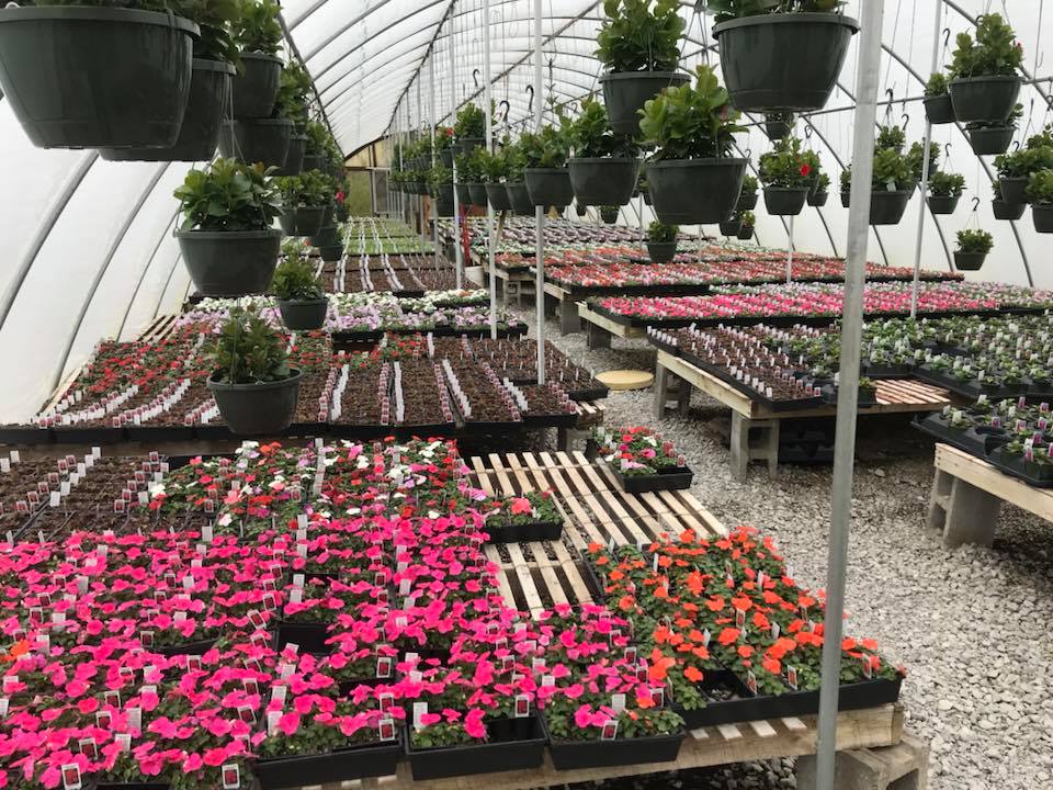 Greenhouse with hanging plants and colorful flowers