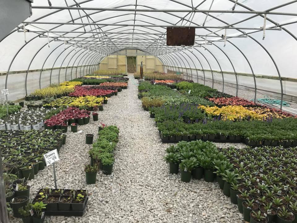 Wide selection of healthy plants in our greenhouse