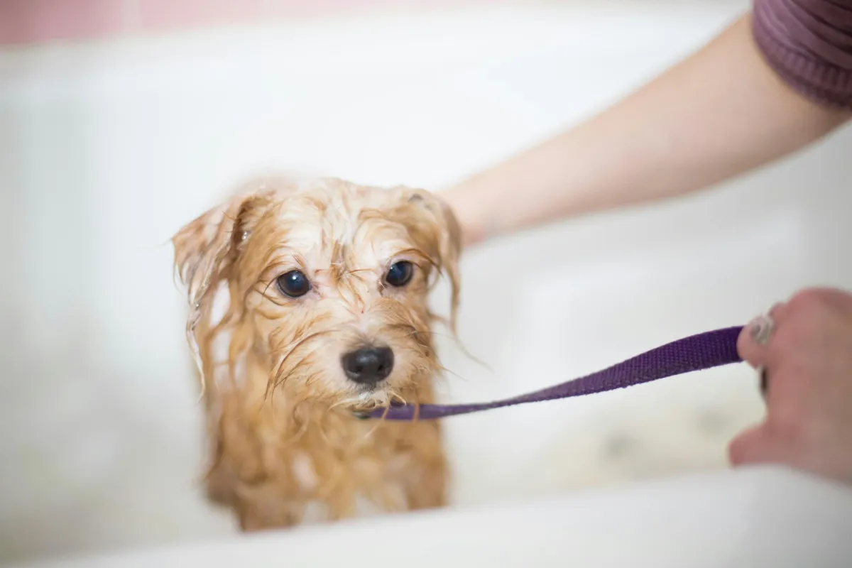Cute dog being groomed at Pampered Pawz in New Orleans