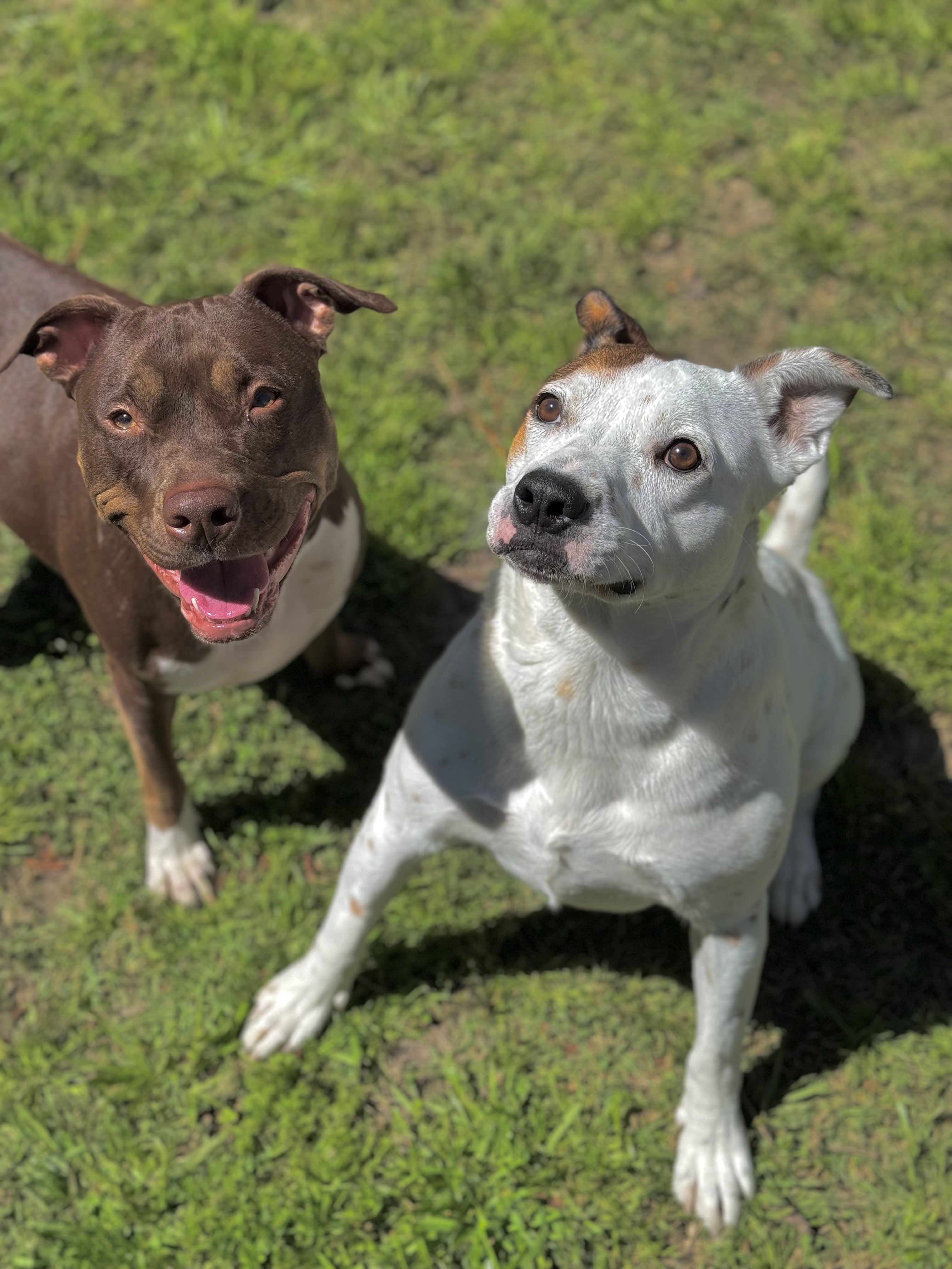 Two happy dogs playing at Pampered Pawz dog daycare in New Orleans