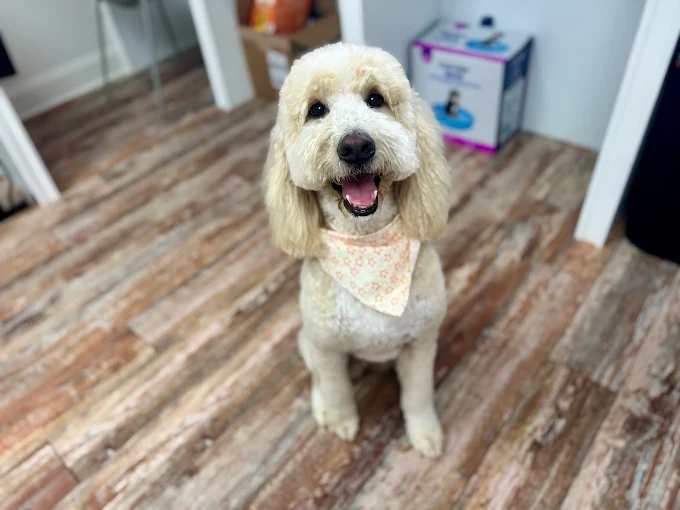 Professional Dog Grooming in New Orleans