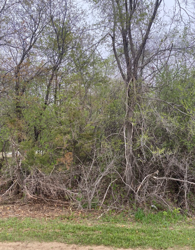Brush/Shrub Removal in Hastings MN