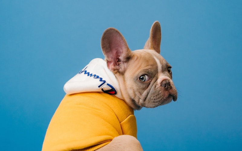 Cover image for Is Pet Insurance Worth It? A Complete Guide for Pet Owners