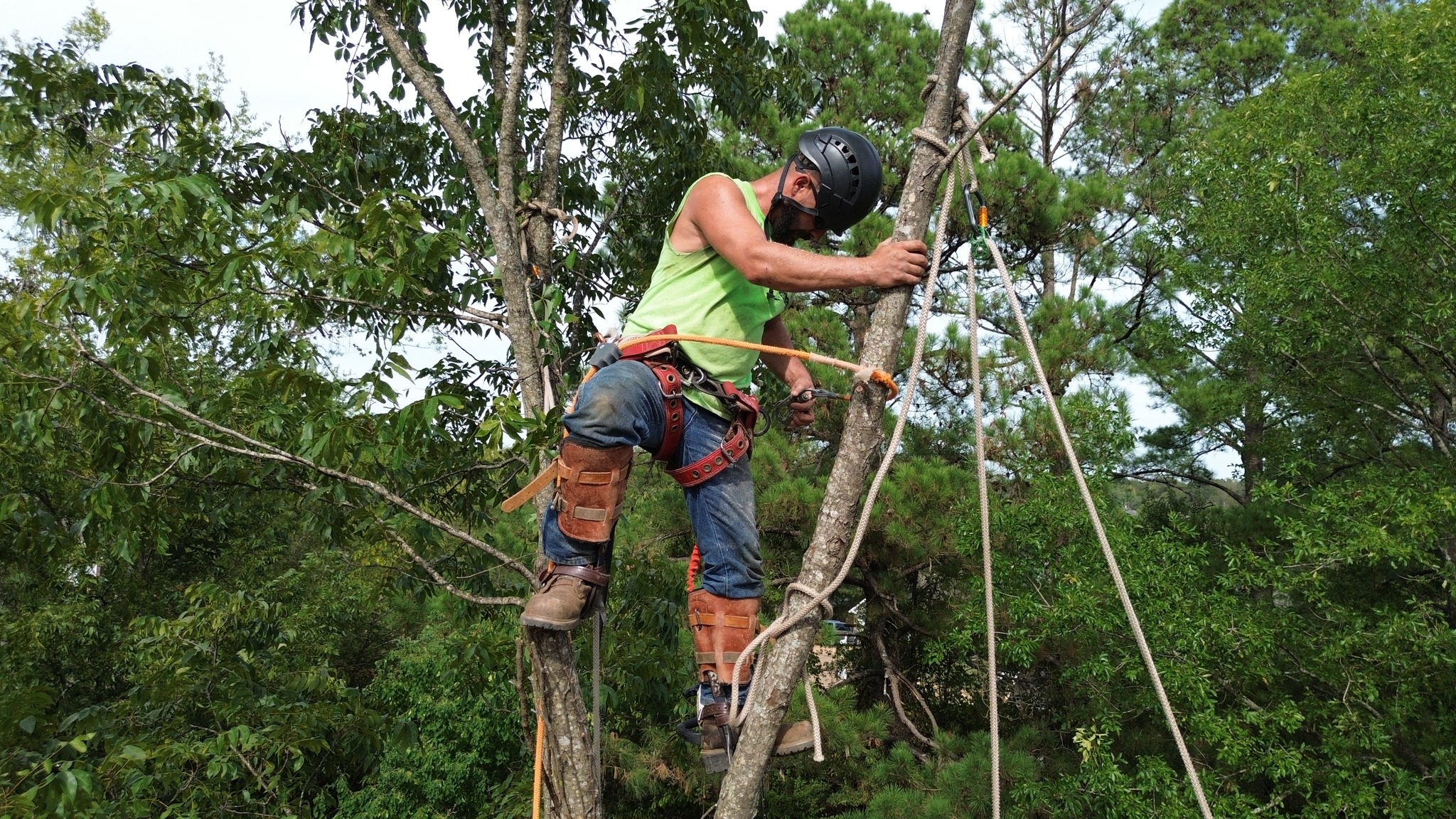 Professional tree removal services in Jackson MS and surrounding areas