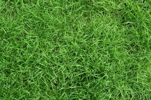 Lawn Aerating