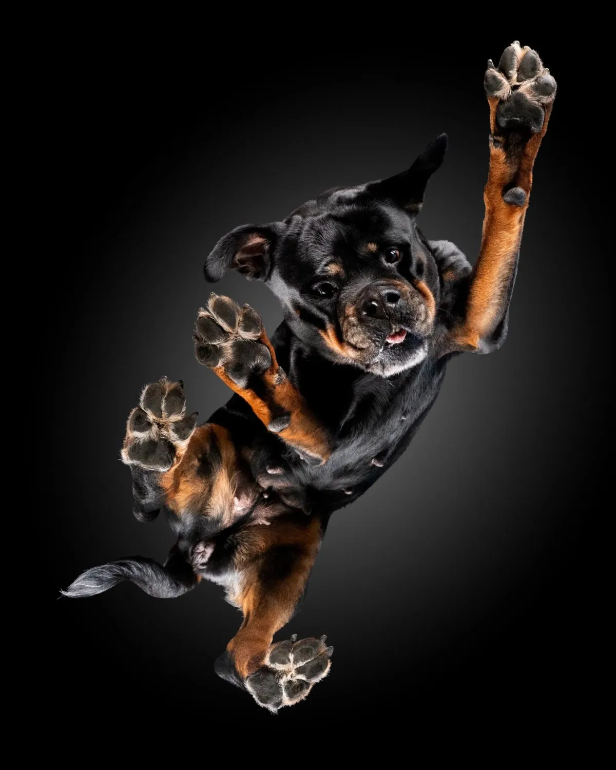 PETSPECTIVE