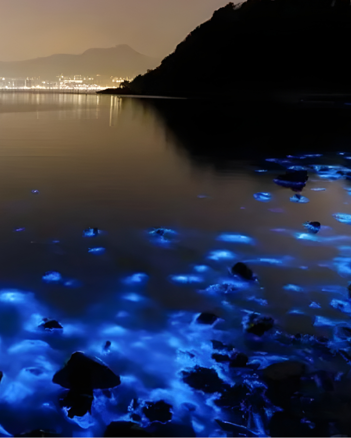 Bioluminescence