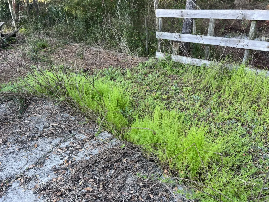 Overgrown walkway before landscaping
