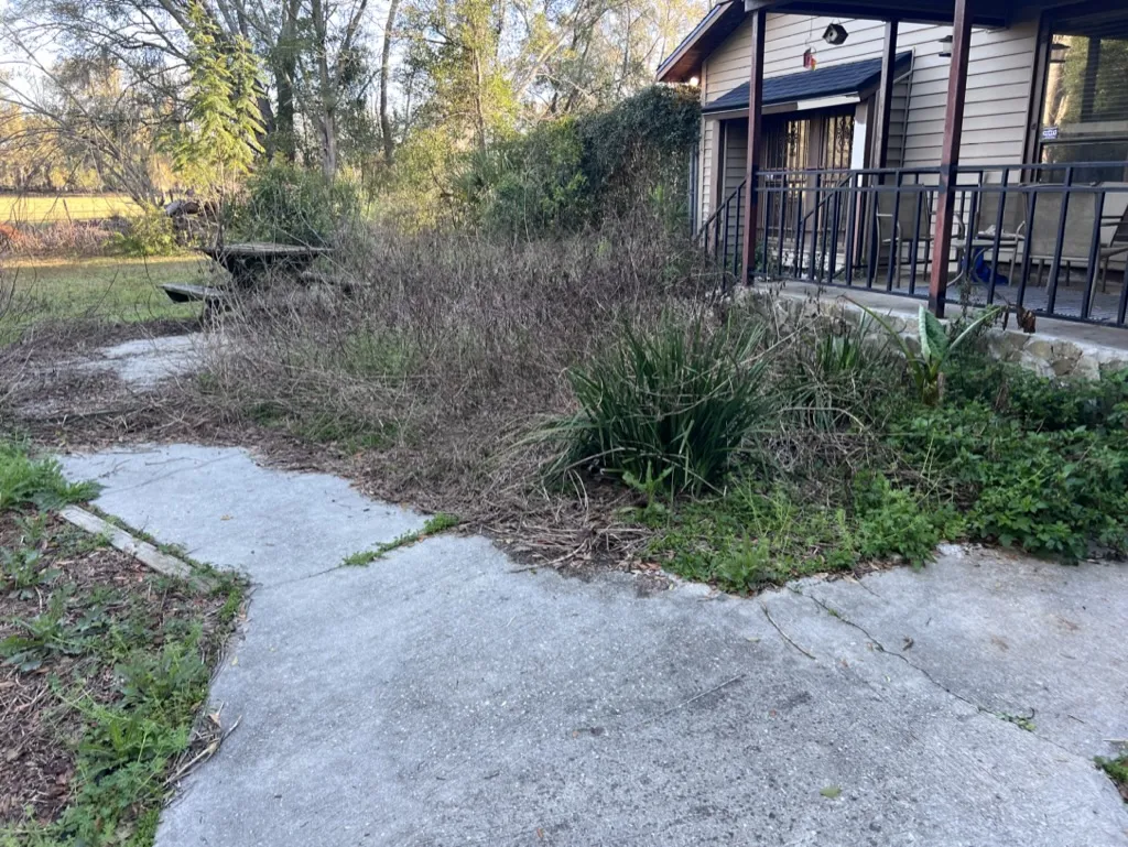 Overgrown yard before cleanout
