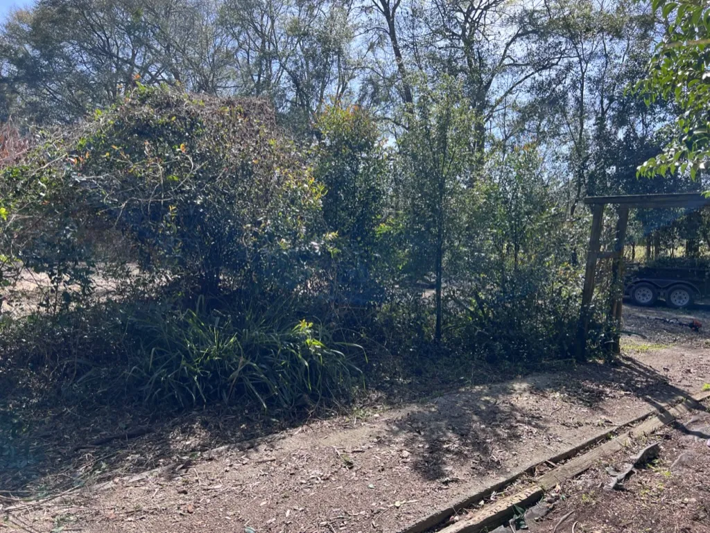 Heavy brush and weeds before removal