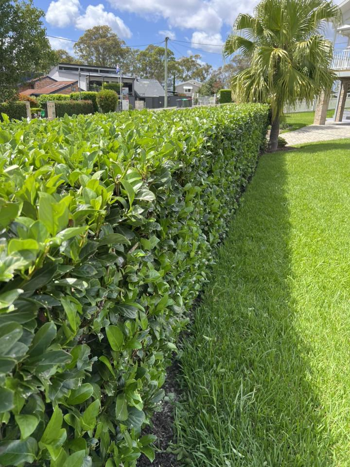 Hedge Trimming & Pruning
