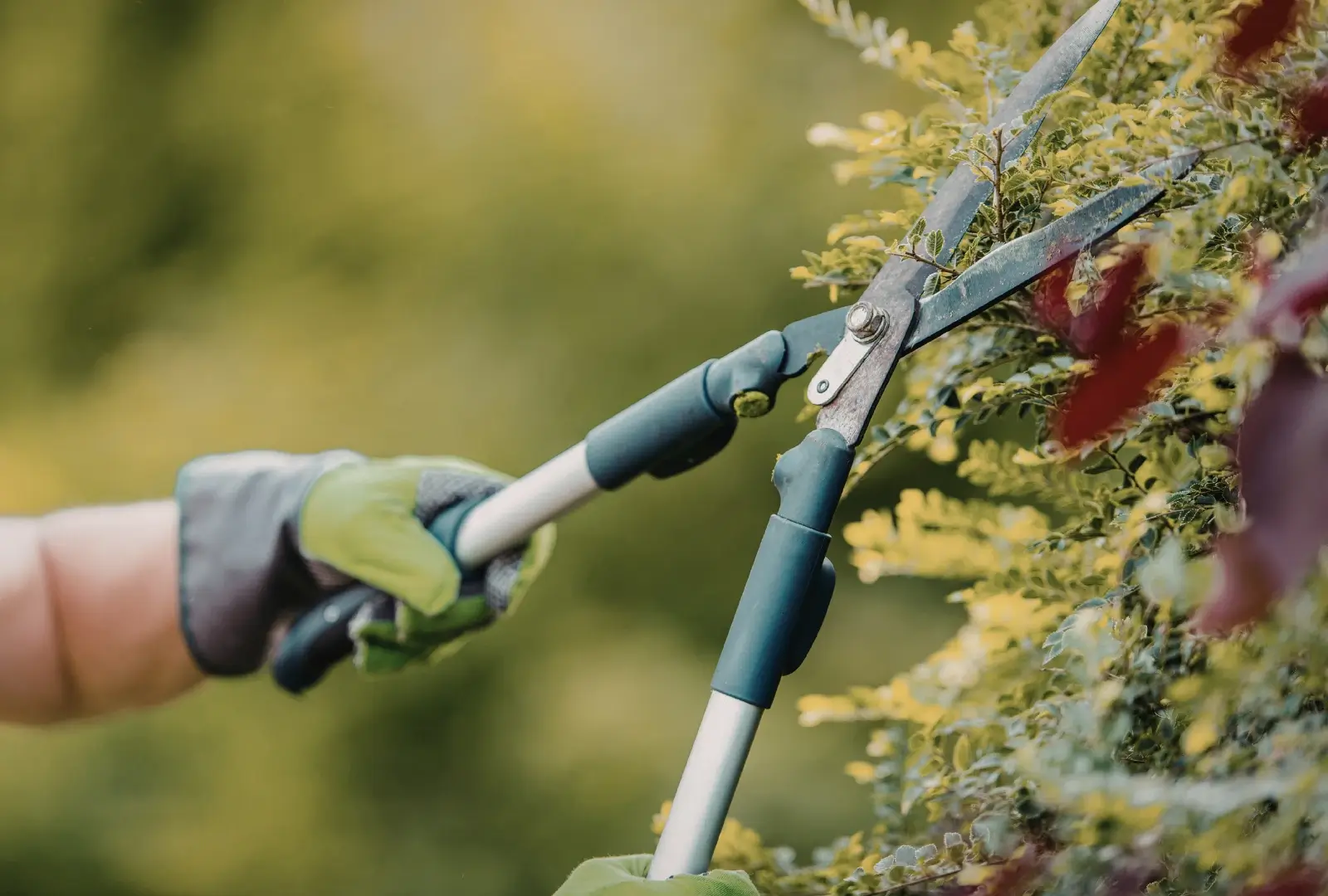 Tree Services