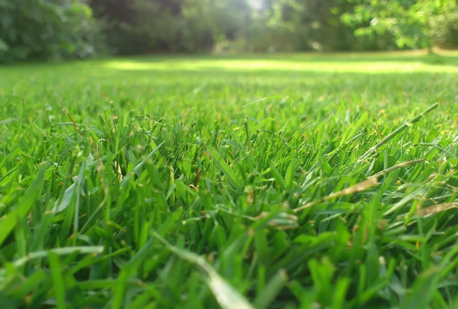 Lawn Care