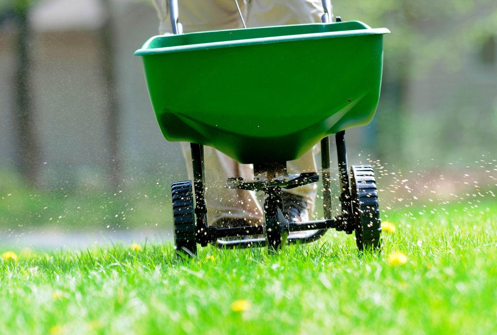 End of Summer Lawn Recovery